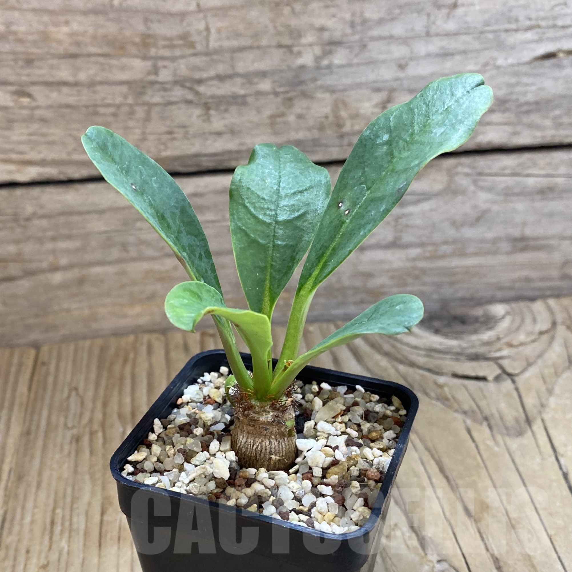 SH9967 Euphorbia ramena - Image 2