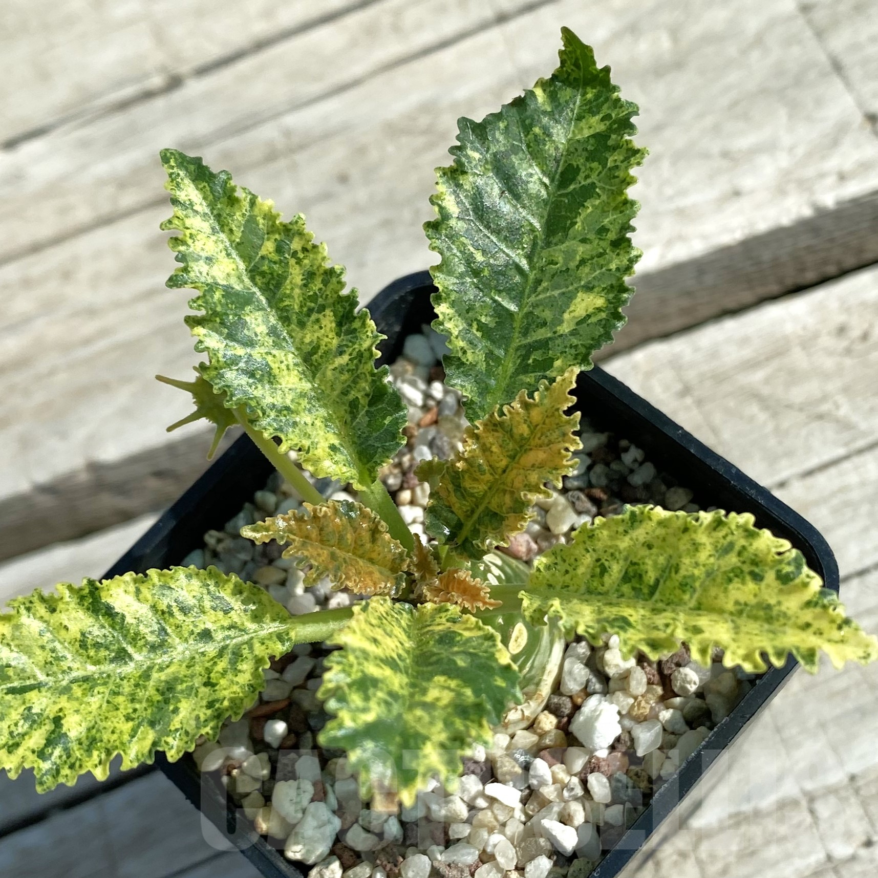 SH9971 Dorstenia hybrid f. variegata
