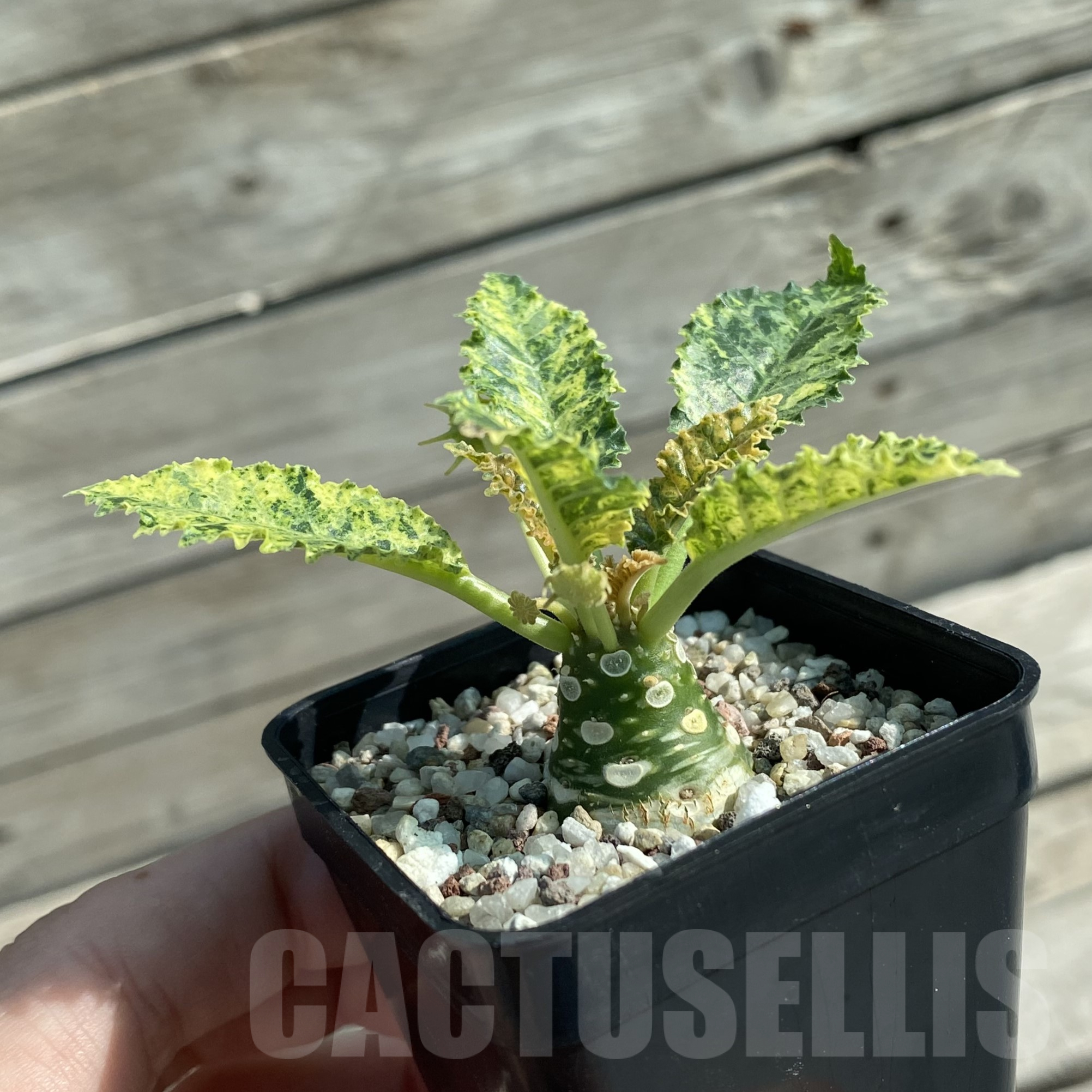 SH9971 Dorstenia hybrid f. variegata - Image 2