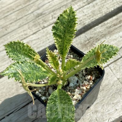 SH9972 Dorstenia hybrid f. variegata