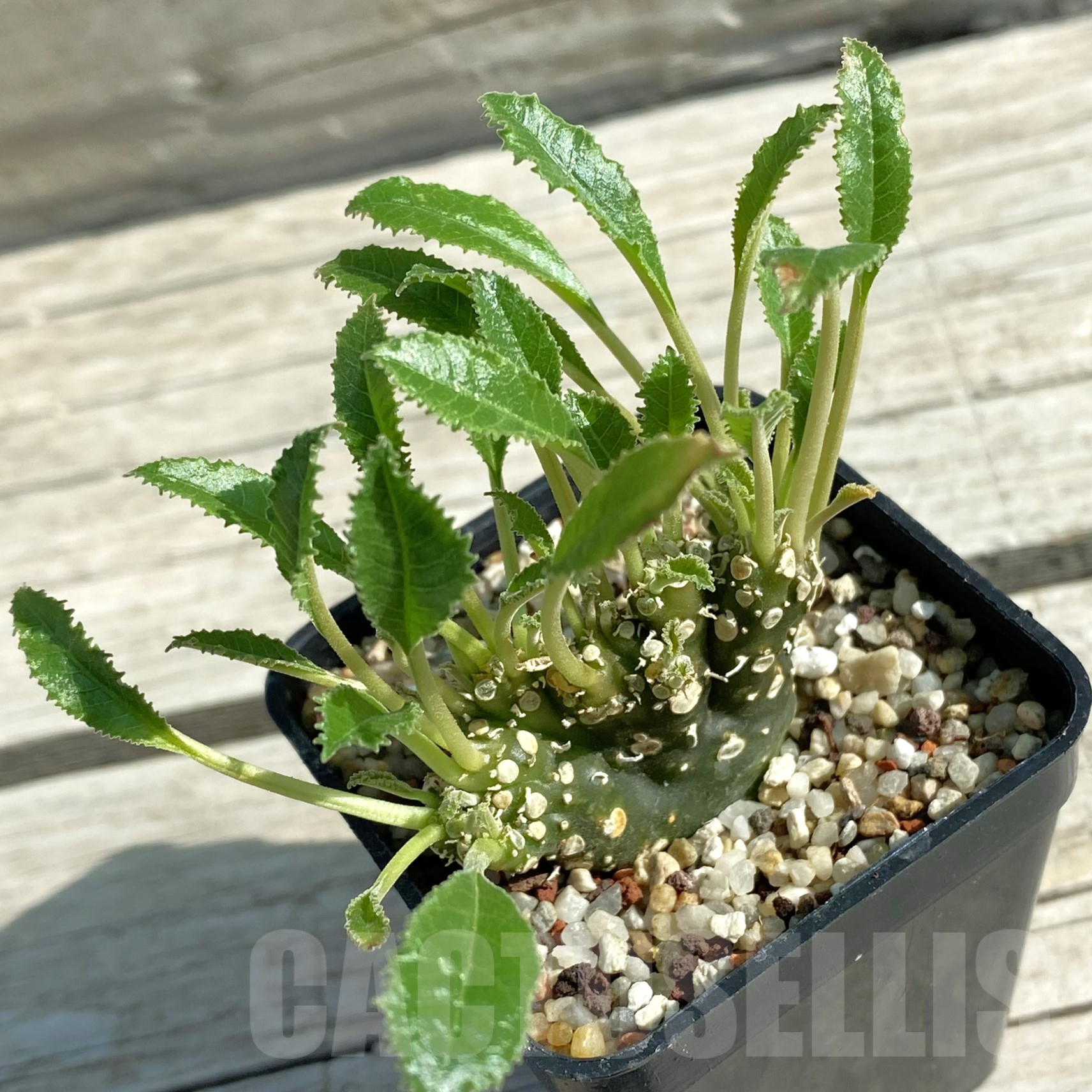 SH9974 Dorstenia foetida f. cristata