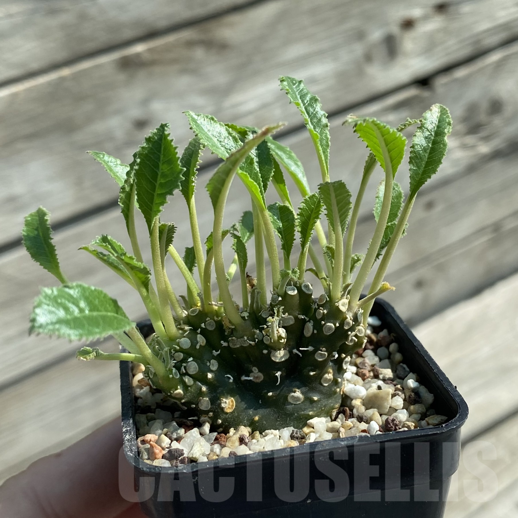 SH9974 Dorstenia foetida f. cristata - Image 2