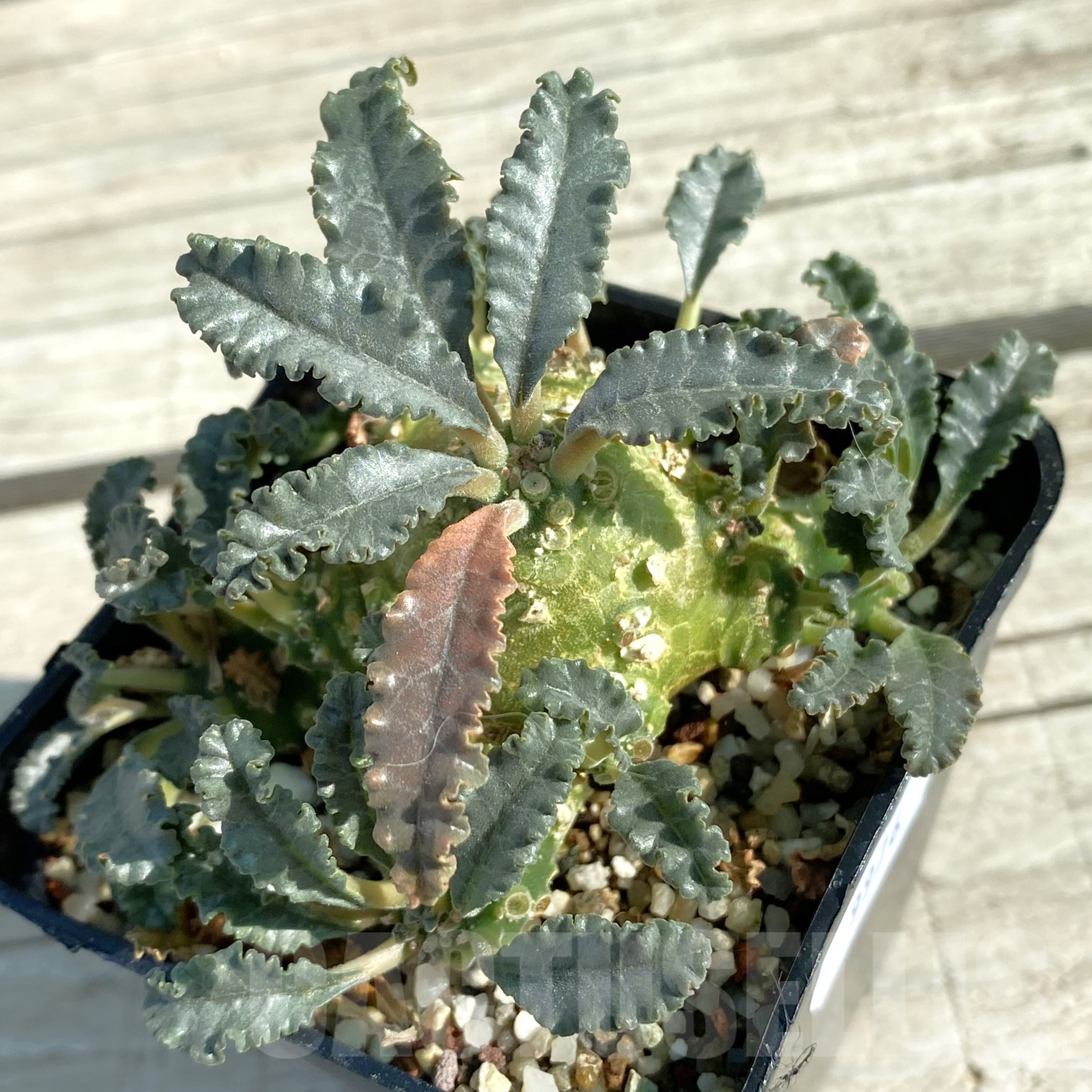 SH9976 Dorstenia lavrani