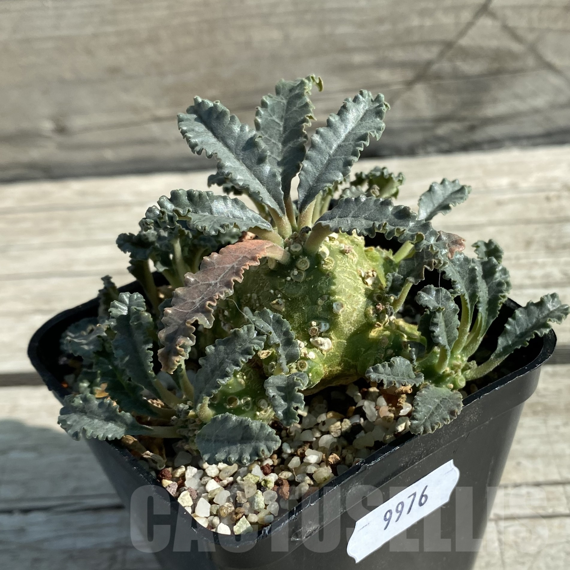 SH9976 Dorstenia lavrani - Image 2