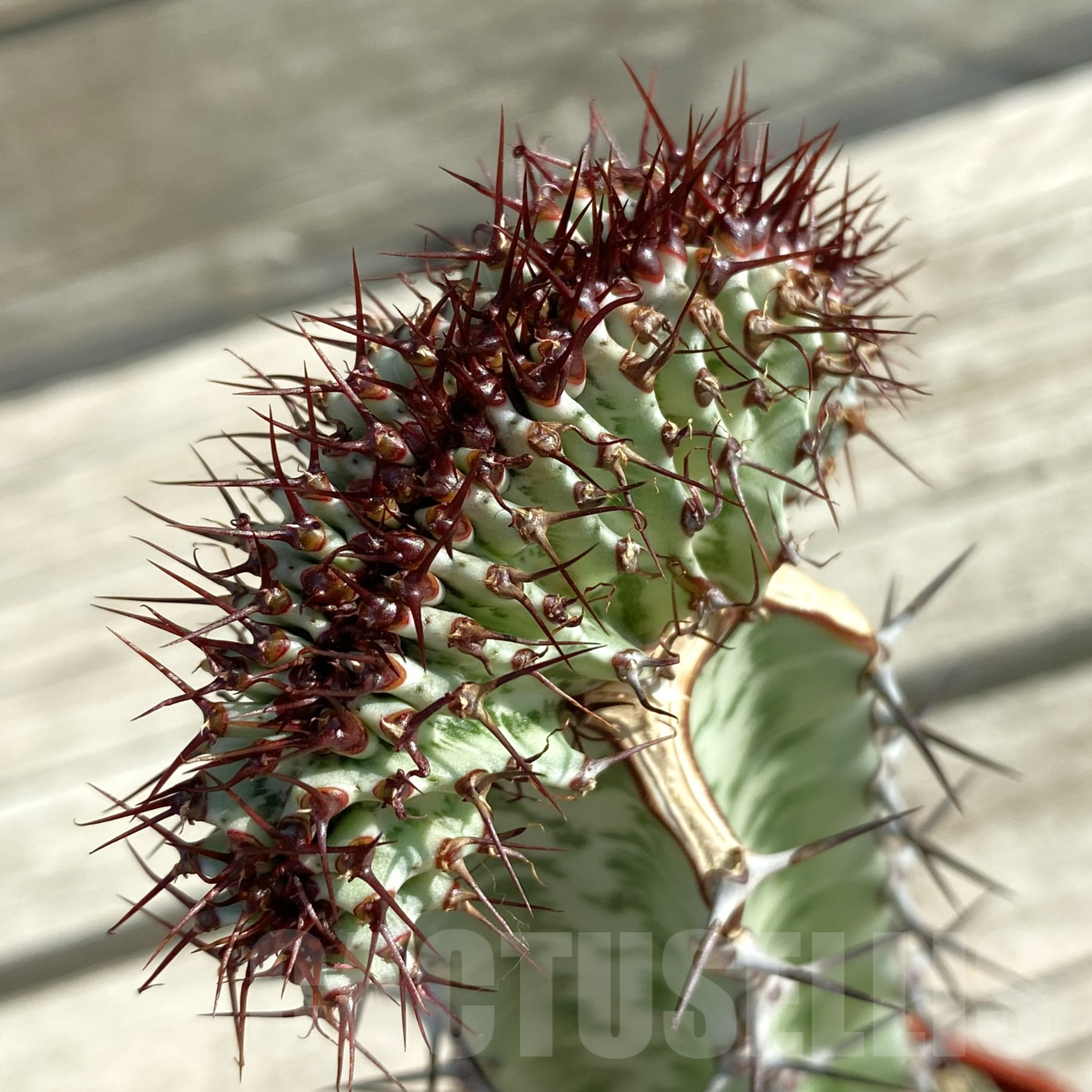 SH9978 Euphorbia confinalis f. cristata, grafted - Image 2