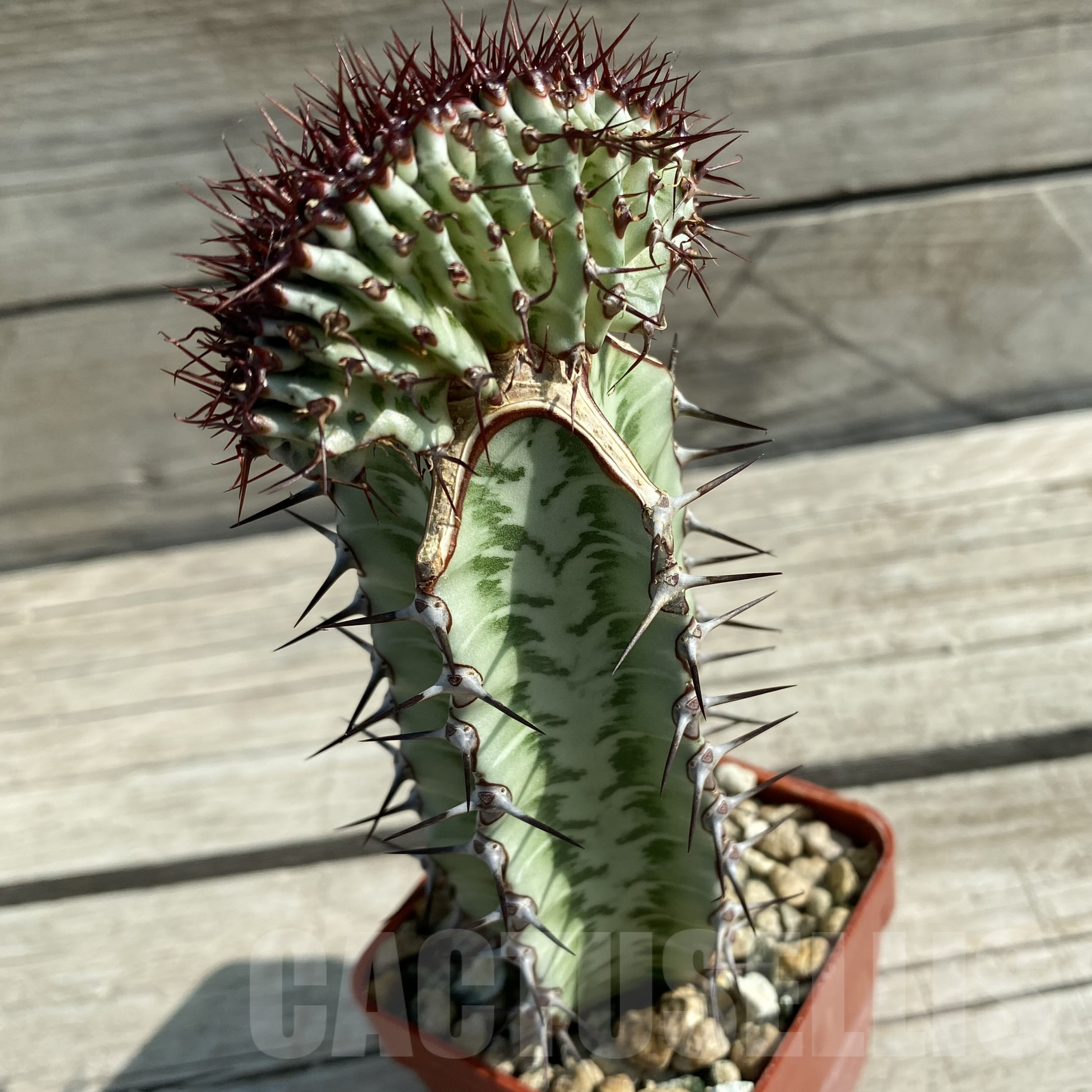 SH9978 Euphorbia confinalis f. cristata, grafted - Image 3