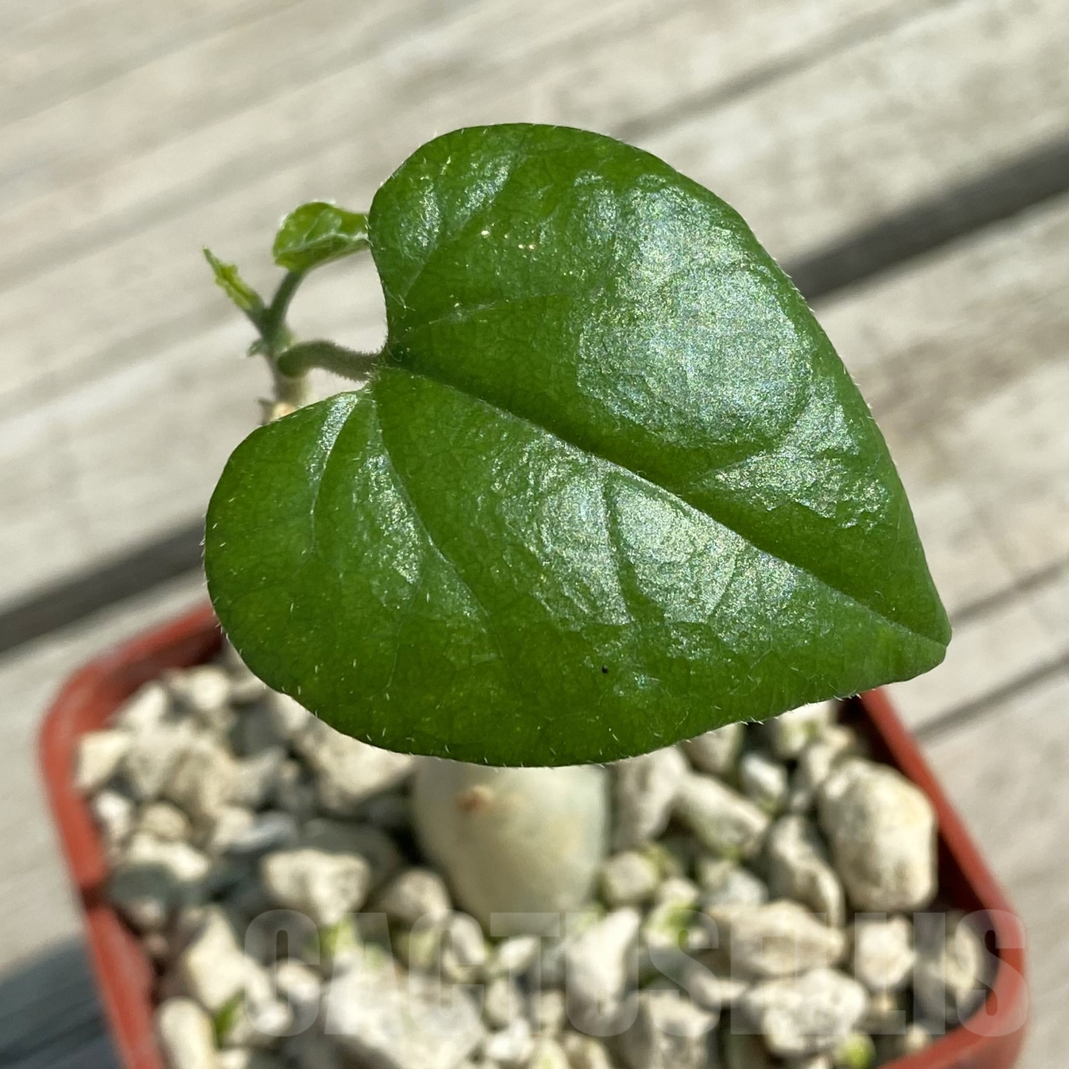 SH9979 Pyrenacantha malvifolia