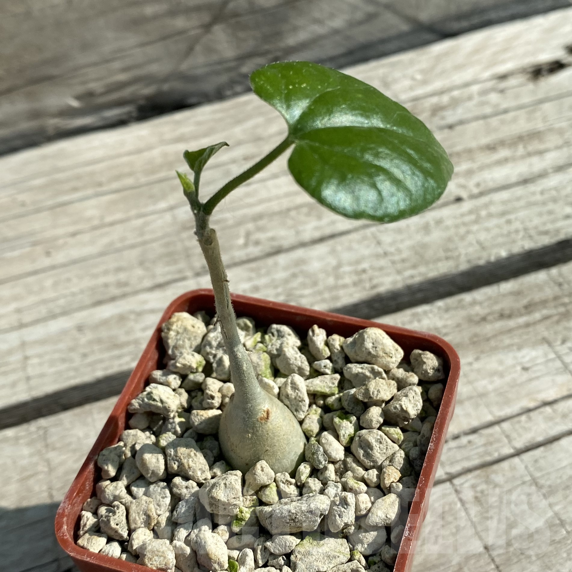 SH9979 Pyrenacantha malvifolia - Image 2