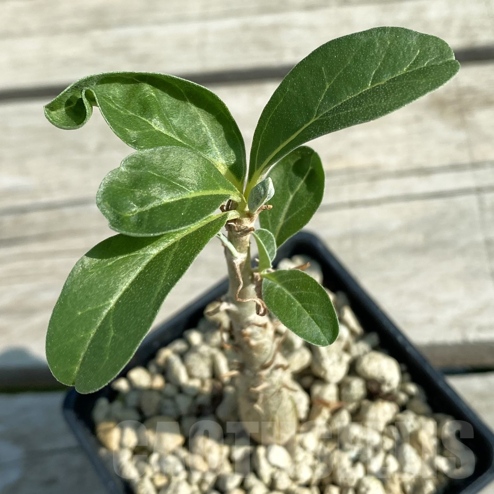 SH9980 Sesamothamnus lugardii