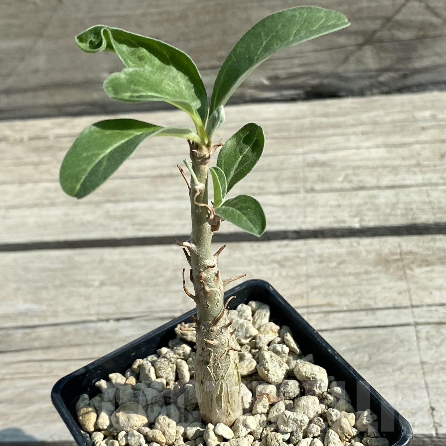 SH9980 Sesamothamnus lugardii - Image 2