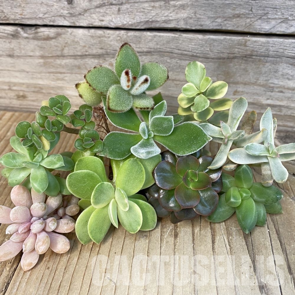 SH28786 Succulents mix, cuted
