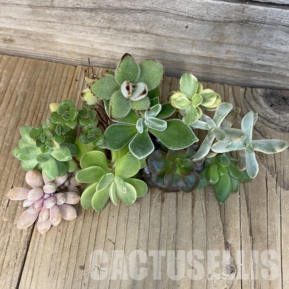 SH28786 Succulents mix, cuted - Image 2