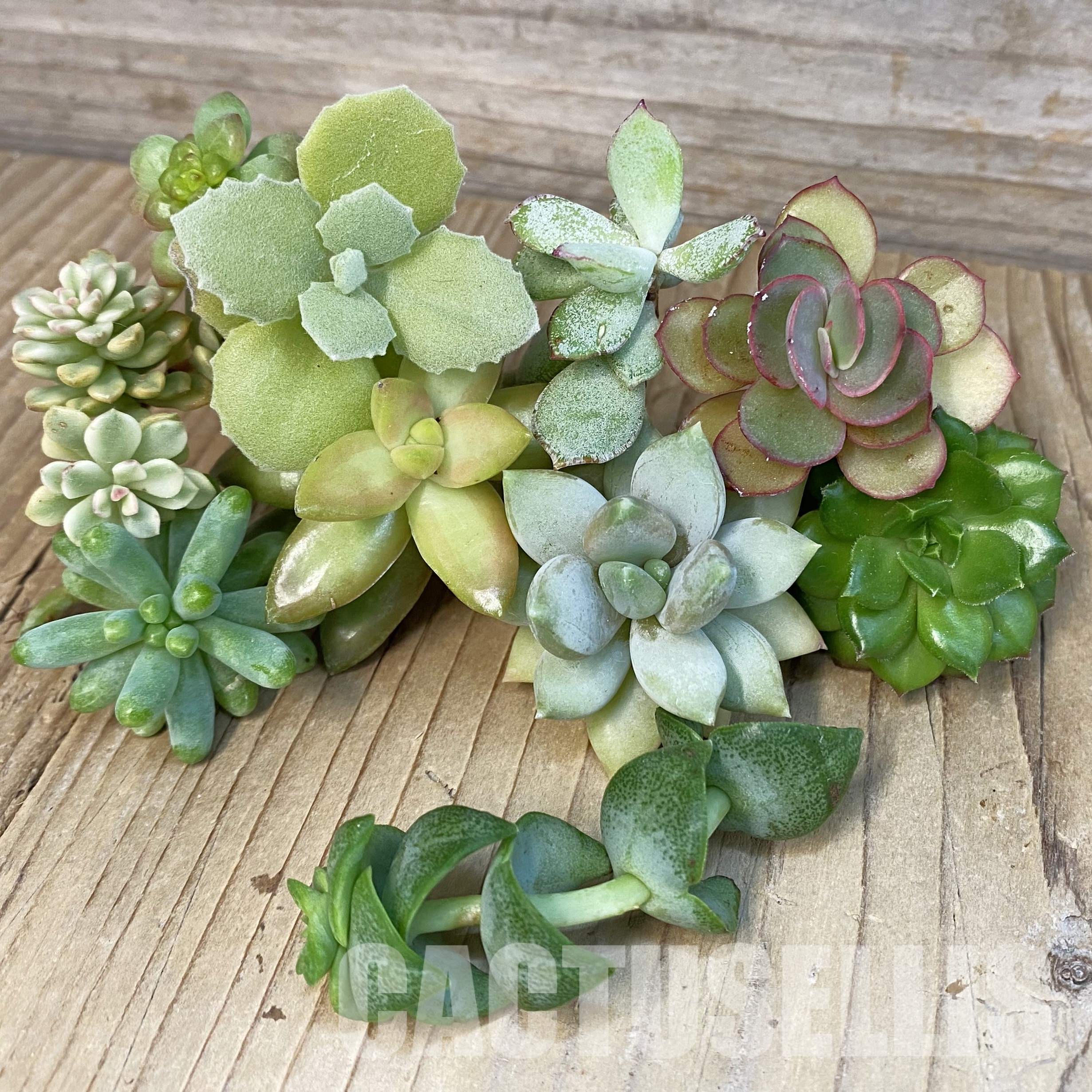 SH28787 Succulents mix, cuted