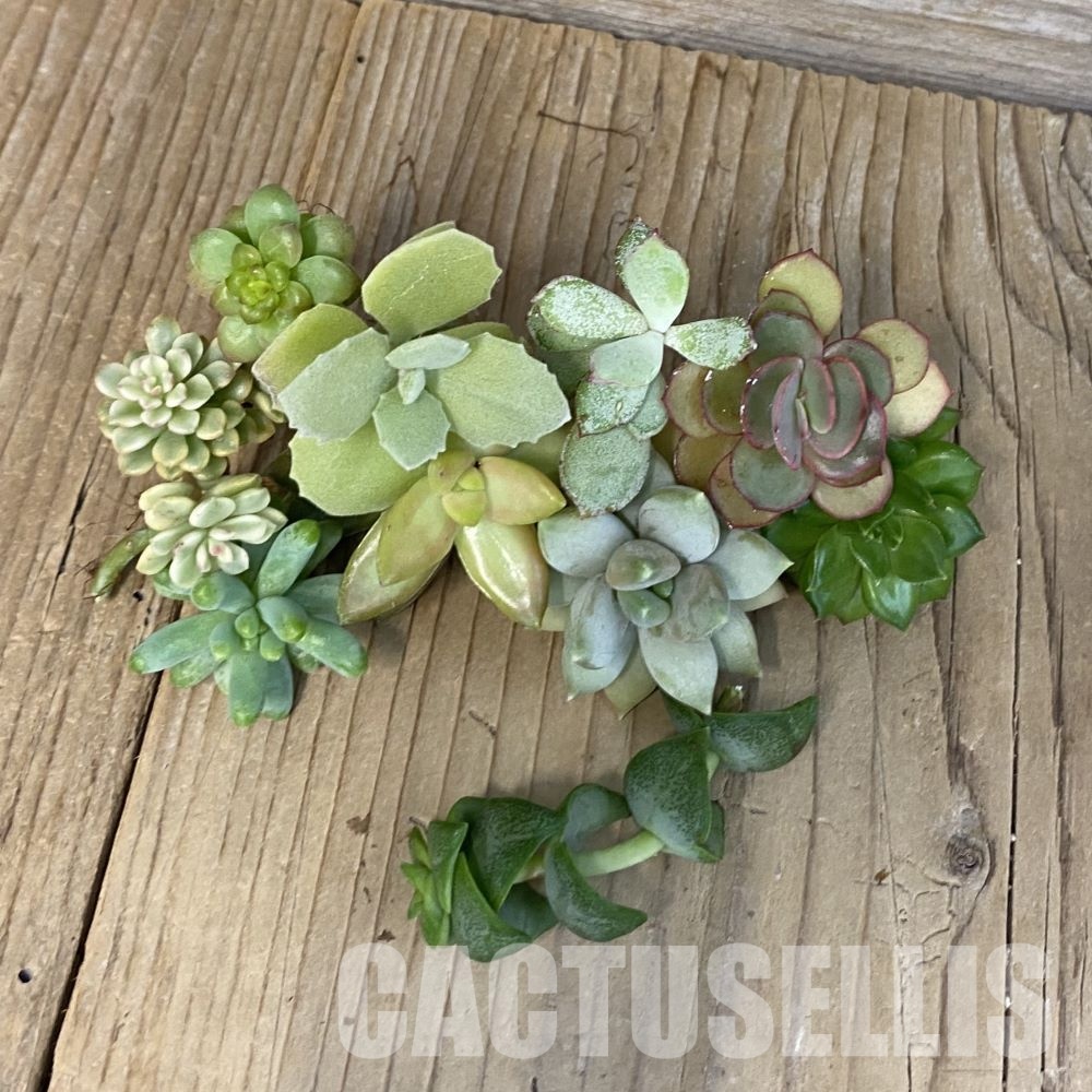 SH28787 Succulents mix, cuted - Image 2