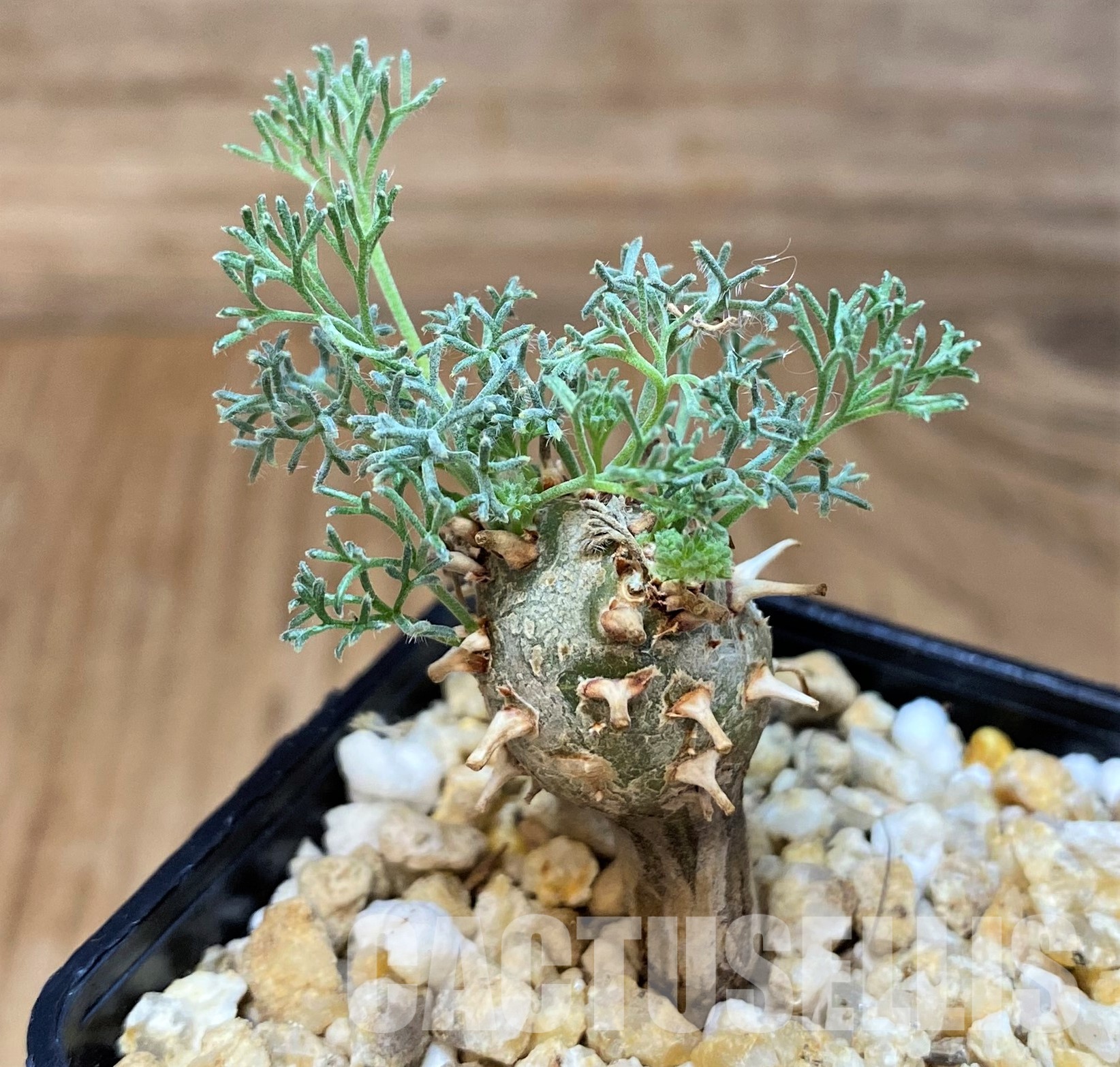 SH26992 Sarcocaulon peniculinum