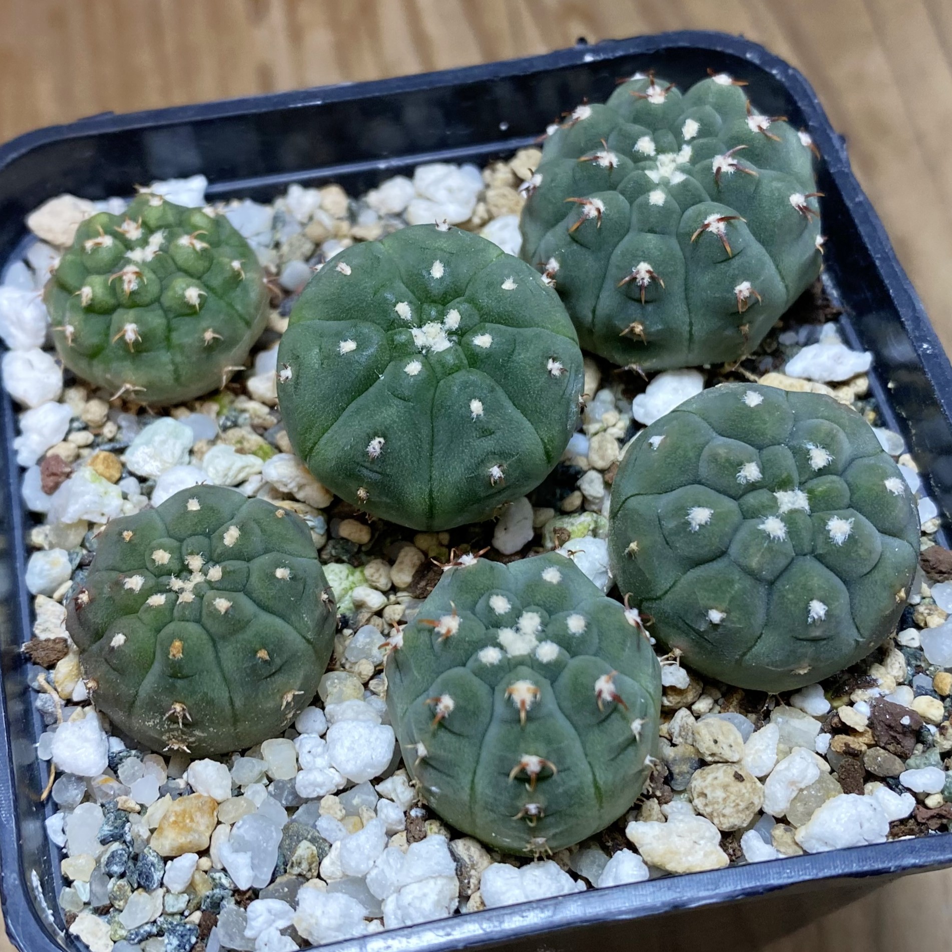 SH27012 Gymnocalycium vatteri v. unguispinum, seedling