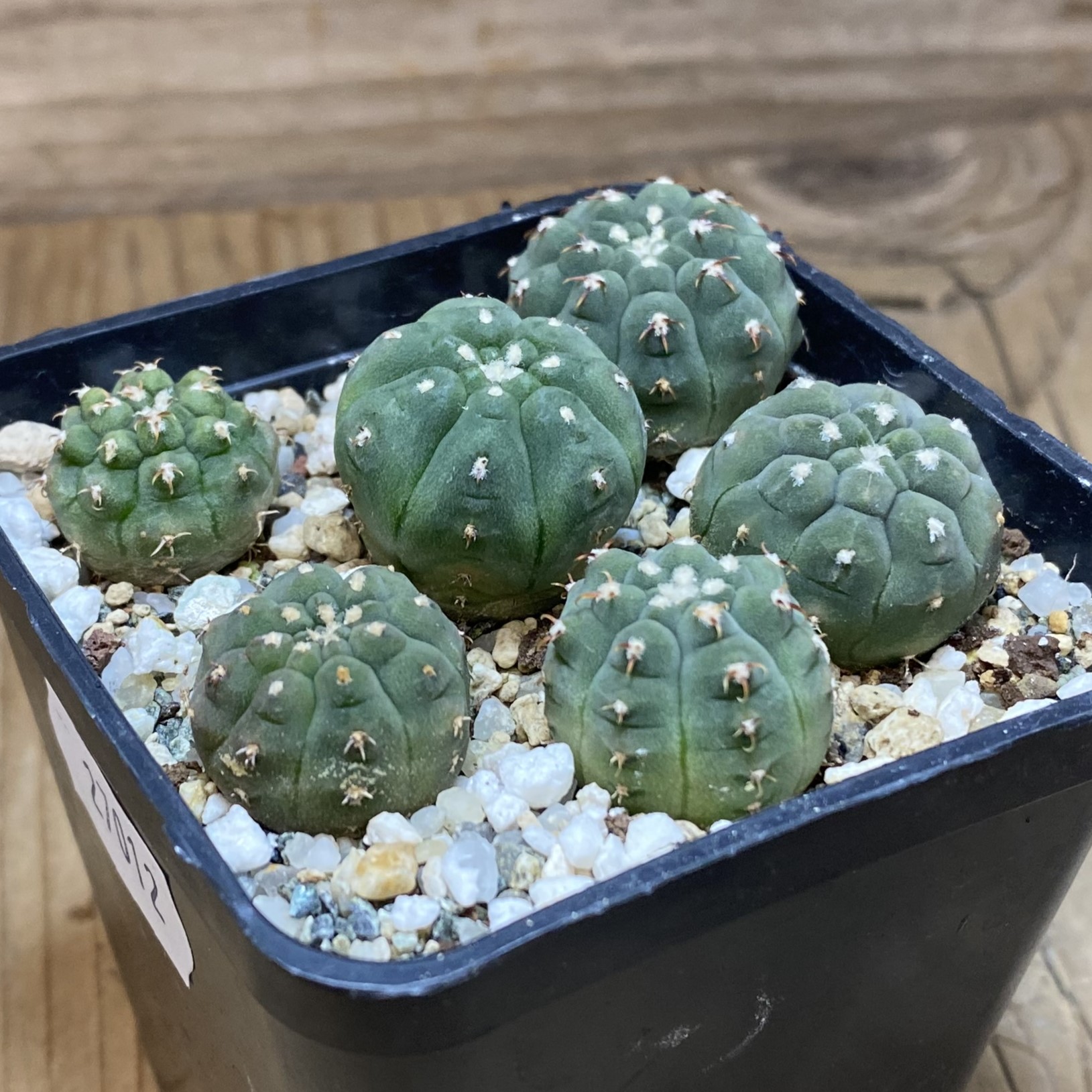 SH27012 Gymnocalycium vatteri v. unguispinum, seedling - Image 2