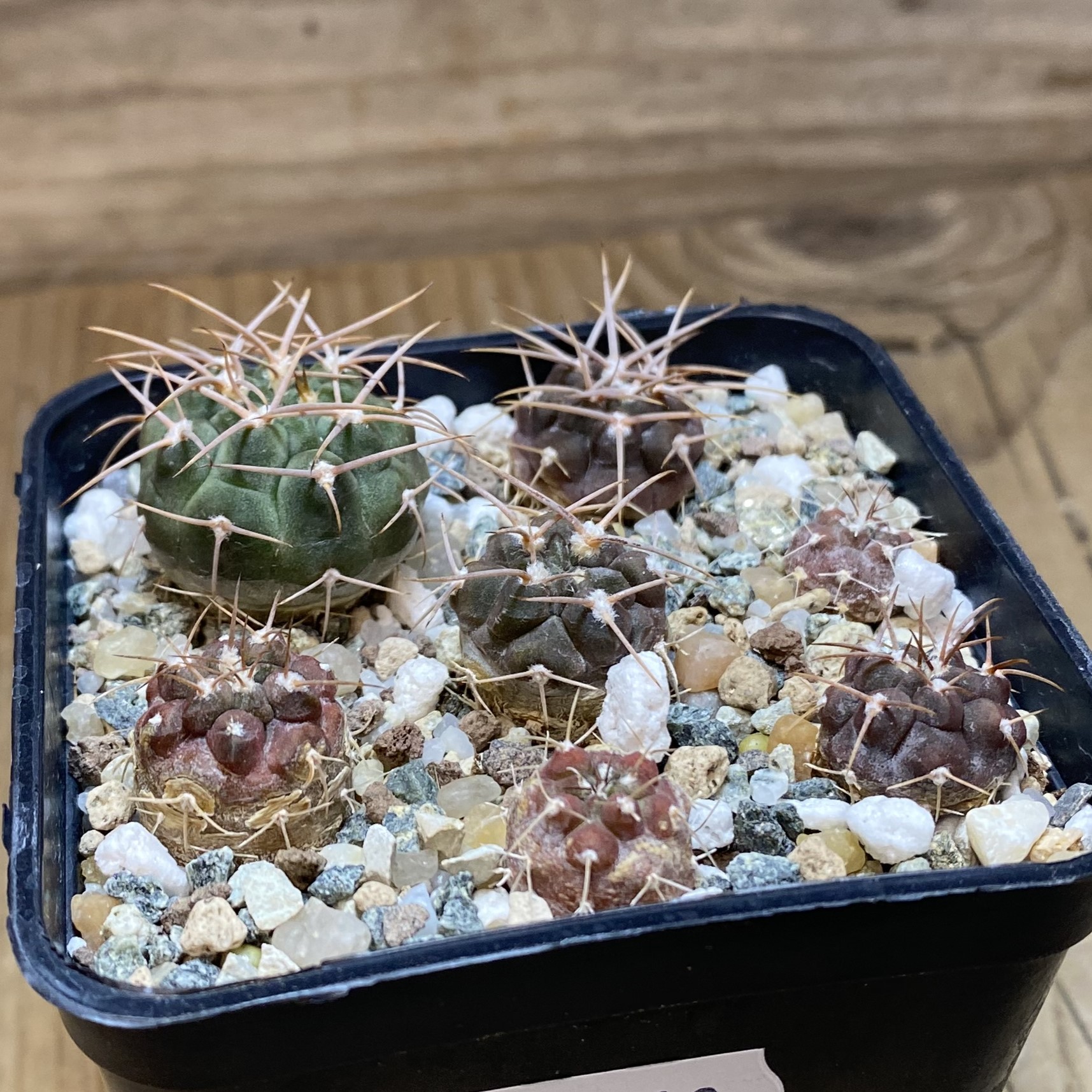 SH27013 Gymnocalycium aff. ferocior - Image 2