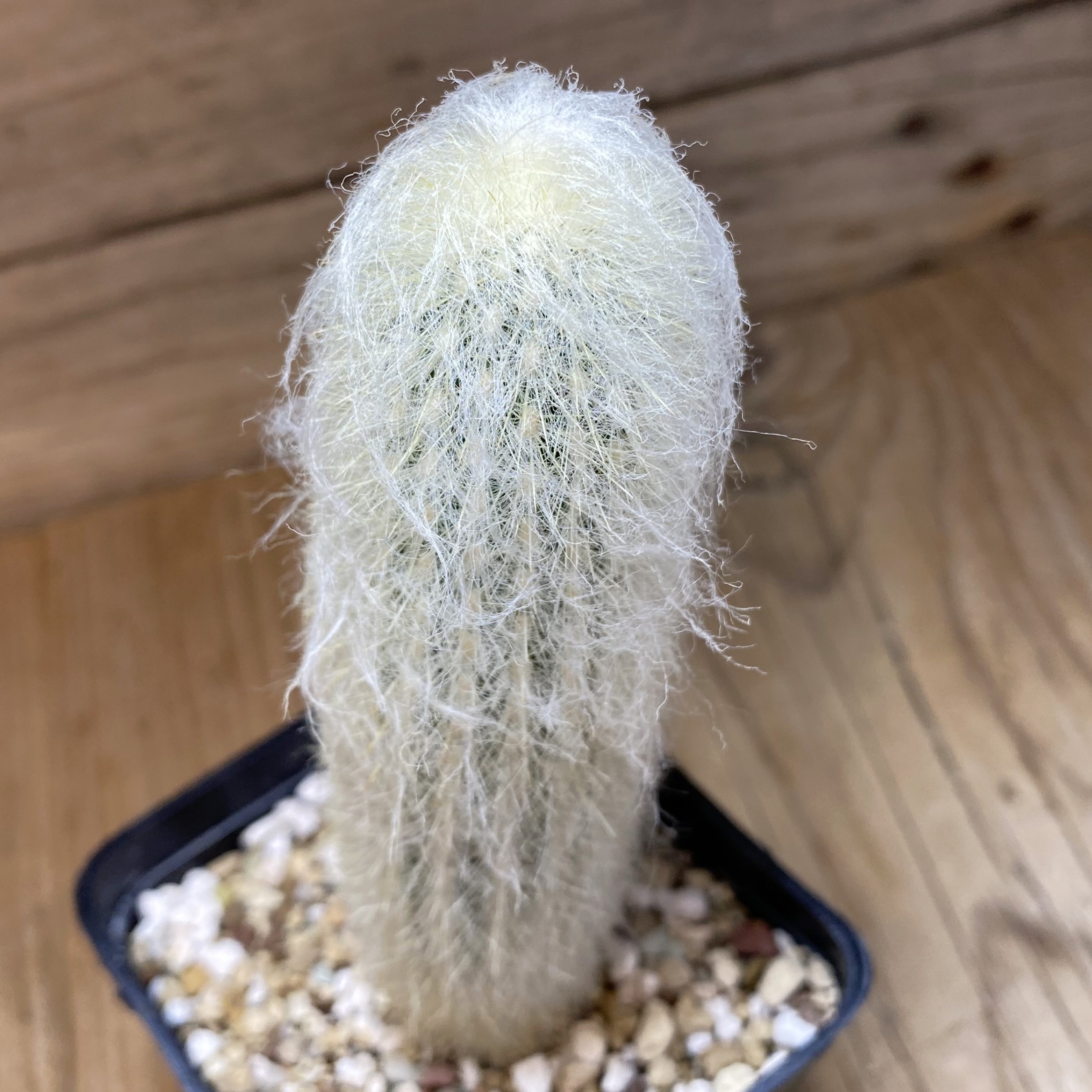 SH27018 Espostoa melanostele