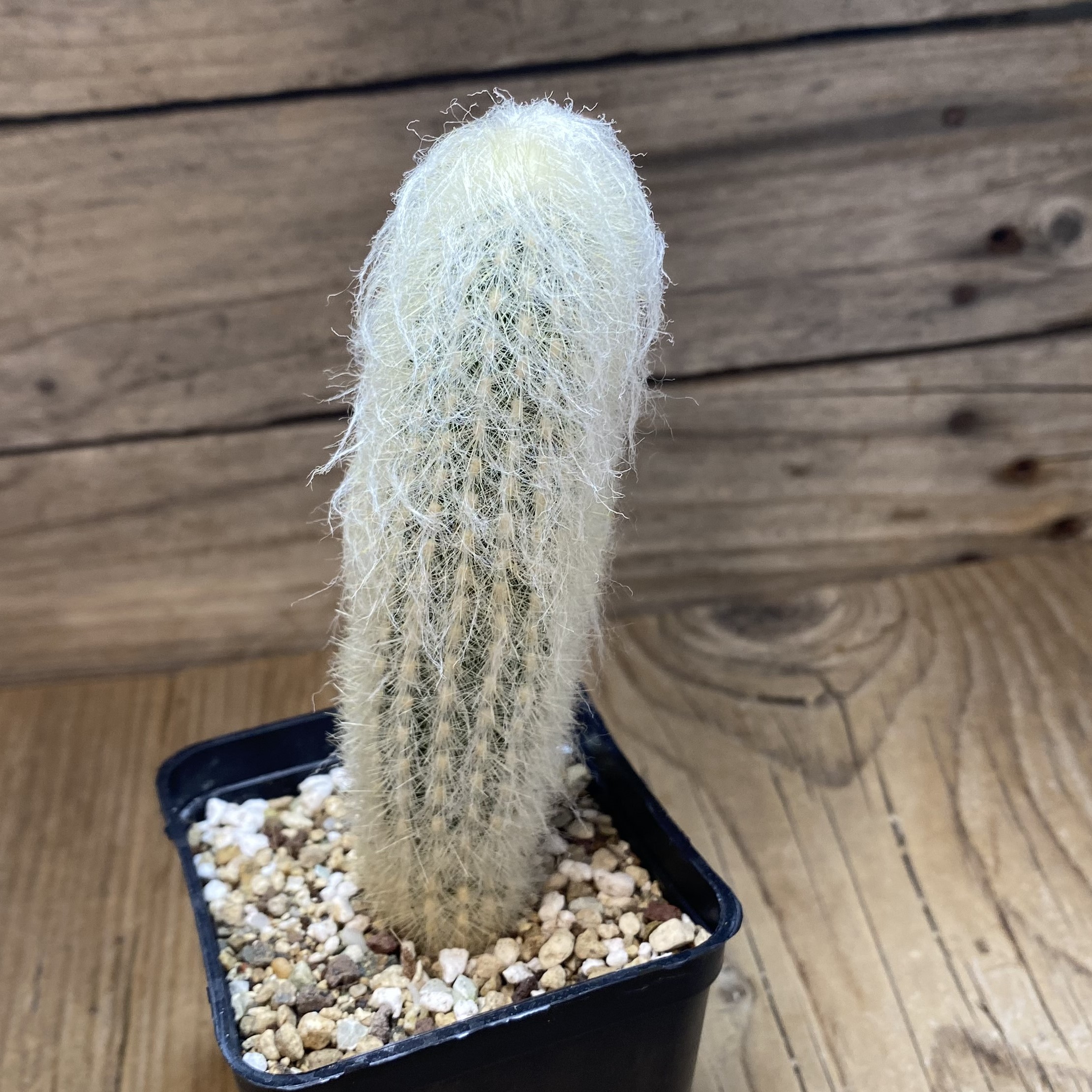 SH27018 Espostoa melanostele - Image 2