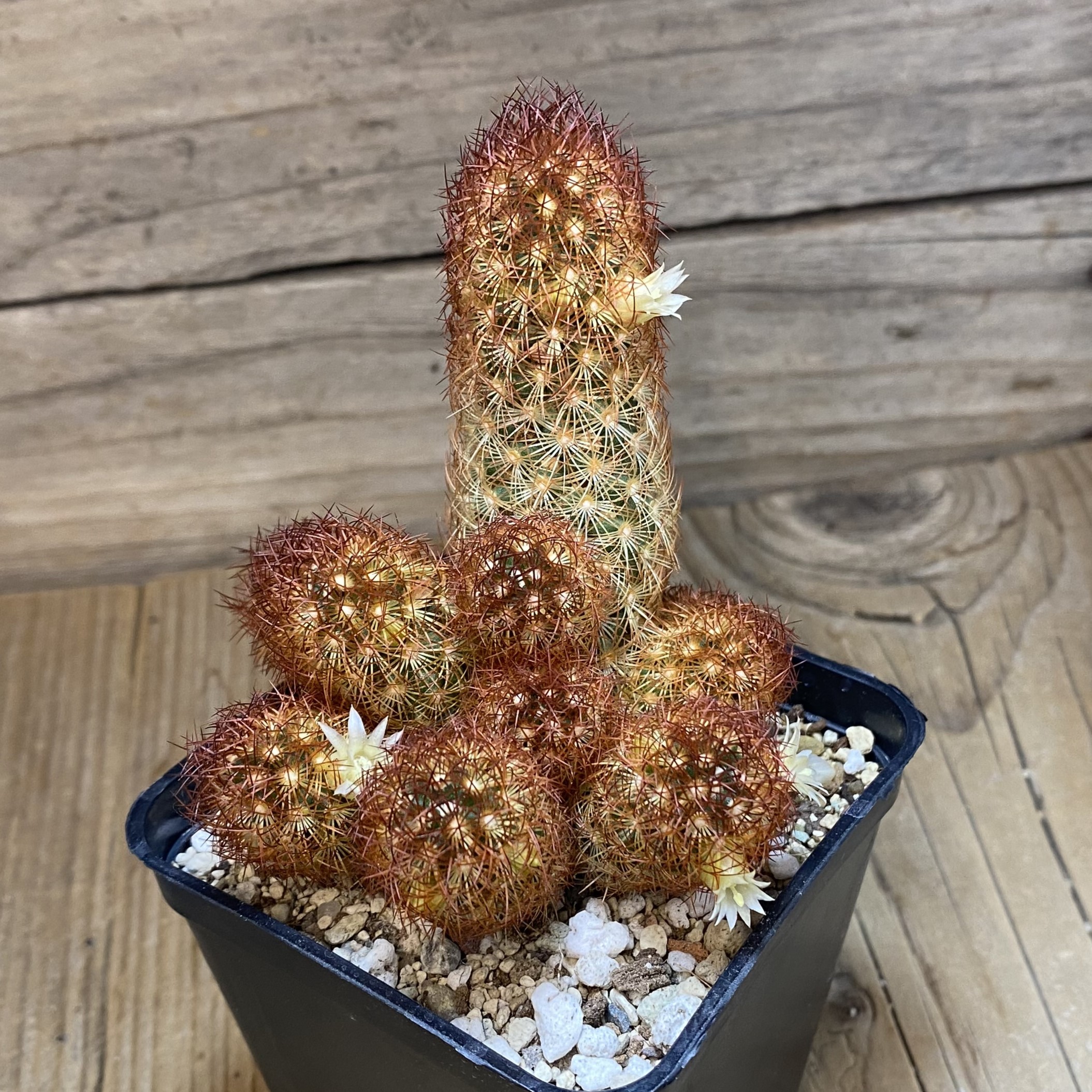SH27020 Mammillaria elongata v. rubrispina - Image 2