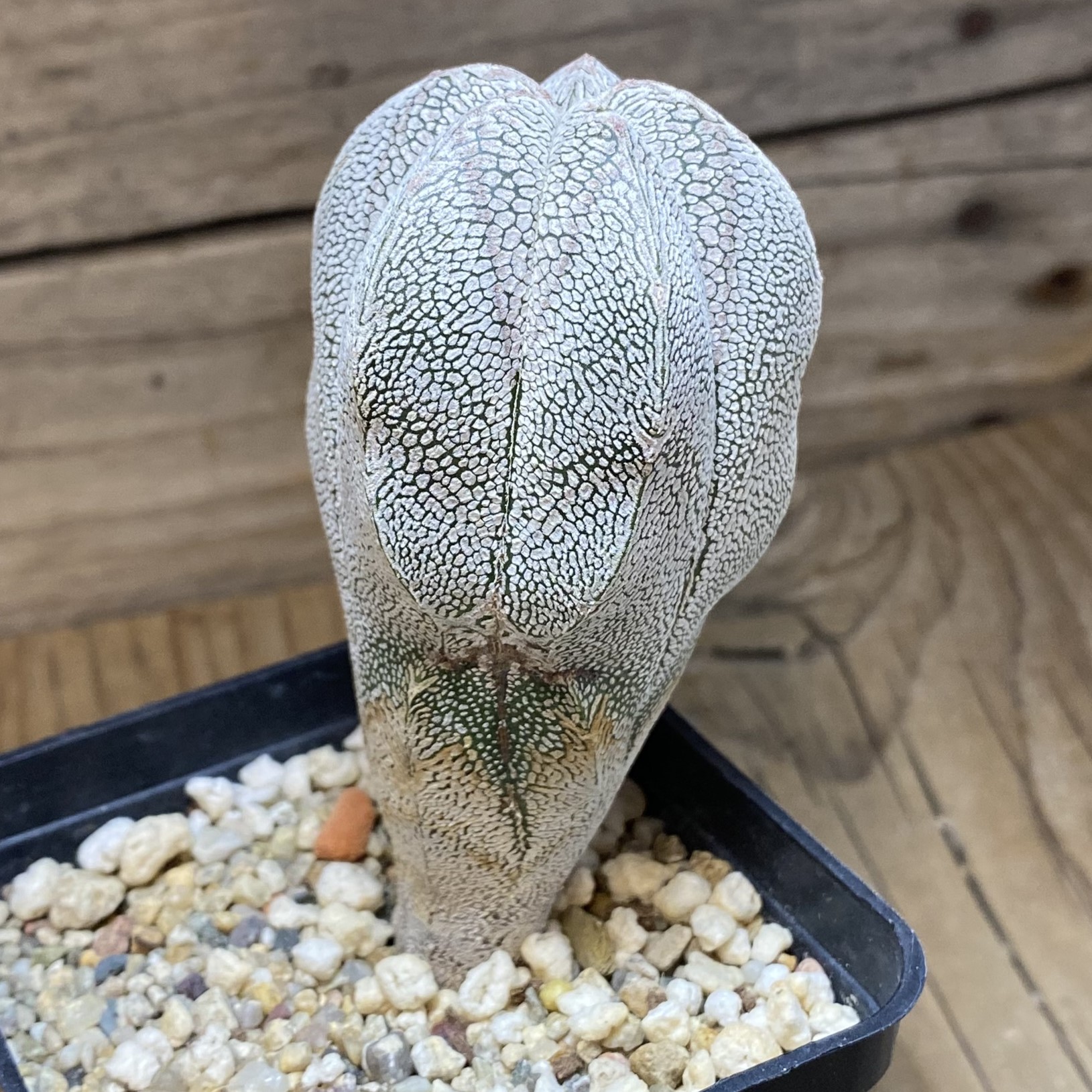 SH27021 Astrophytum myriostigma ‘Onzuka’ - Image 2