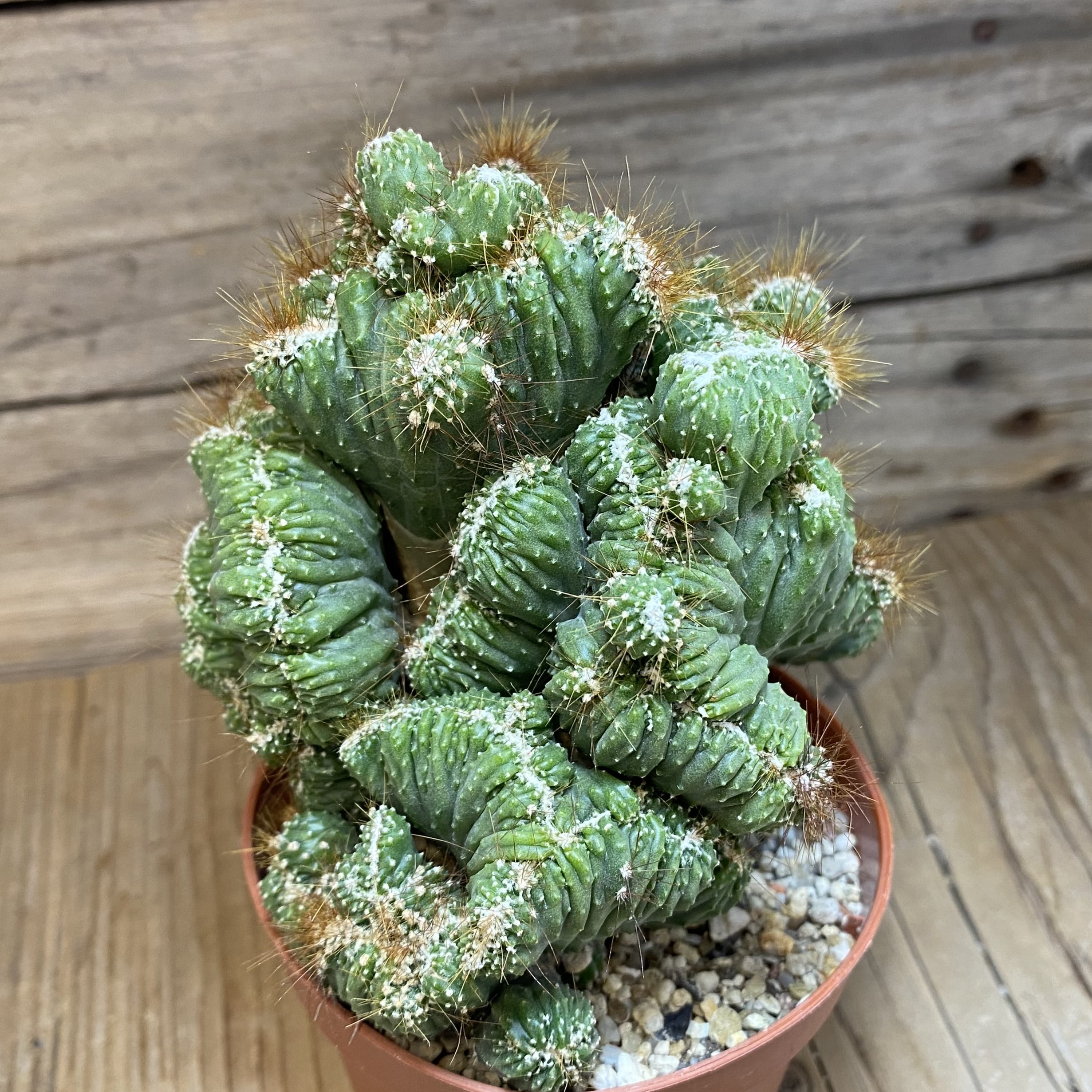SH27023 Cereus peruvianus 'Coral' - Image 2