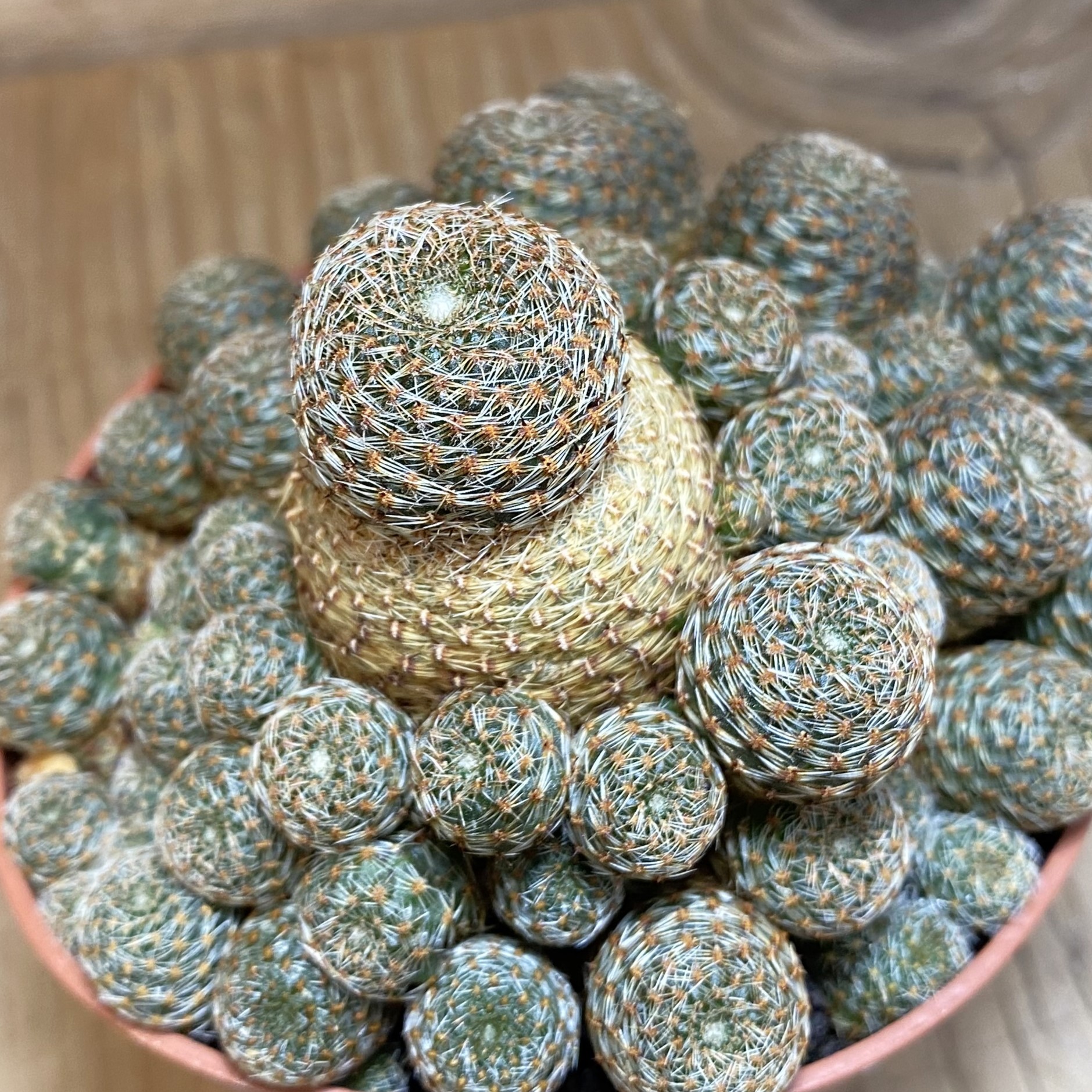 SH27024 Rebutia heliosa v. condorensis