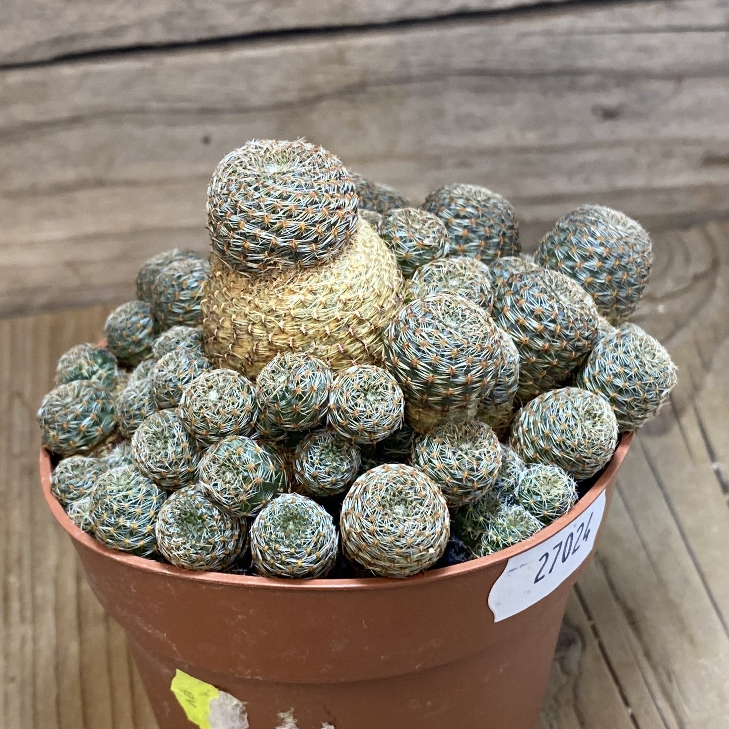 SH27024 Rebutia heliosa v. condorensis - Image 2