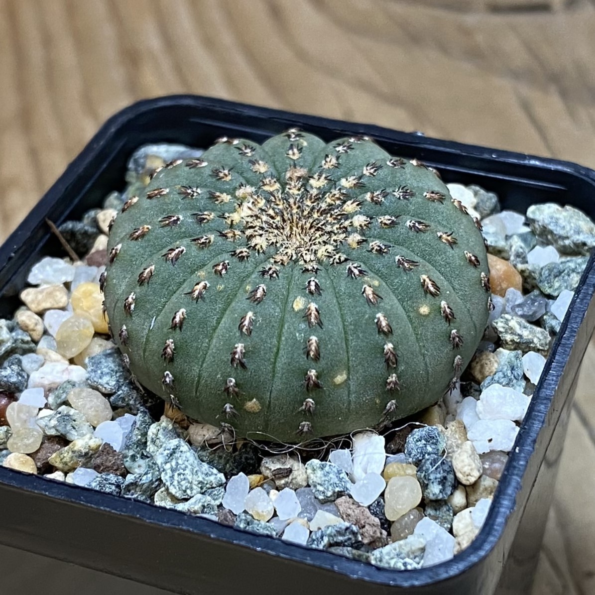 SH27028 Frailea asterioides - Image 2