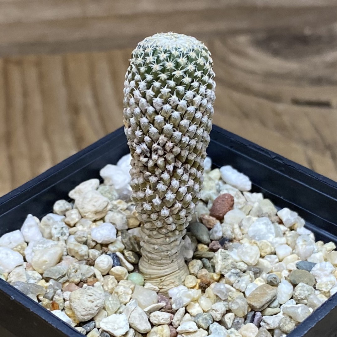 SH27029 Pelecyphora strobiliformis, 8 years old - Image 2