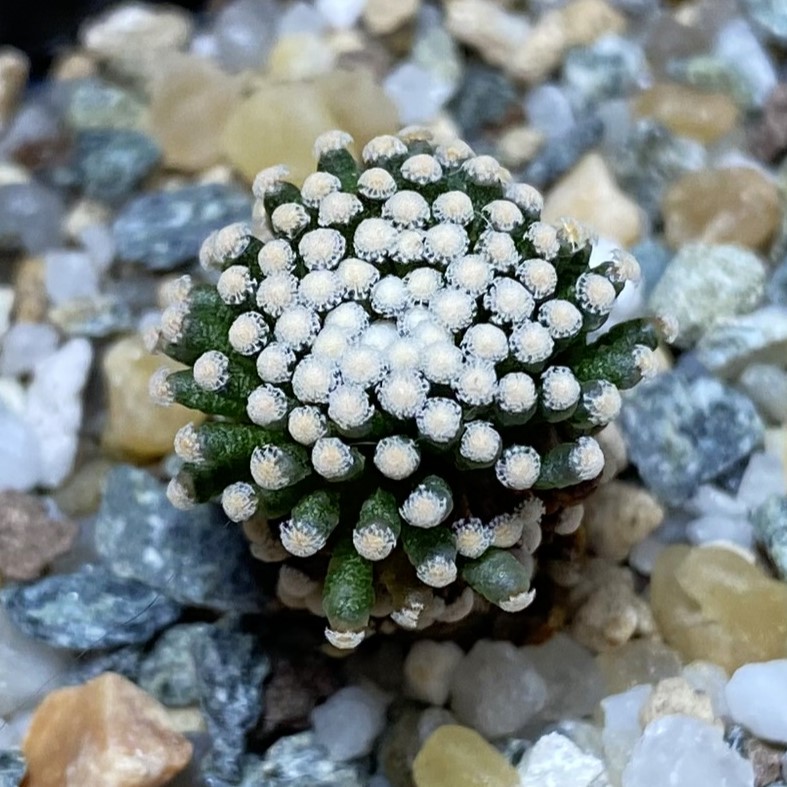 SH27030 Mammillaria luethyi