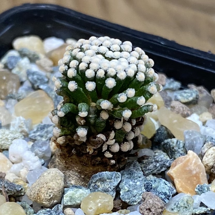 SH27030 Mammillaria luethyi - Image 2