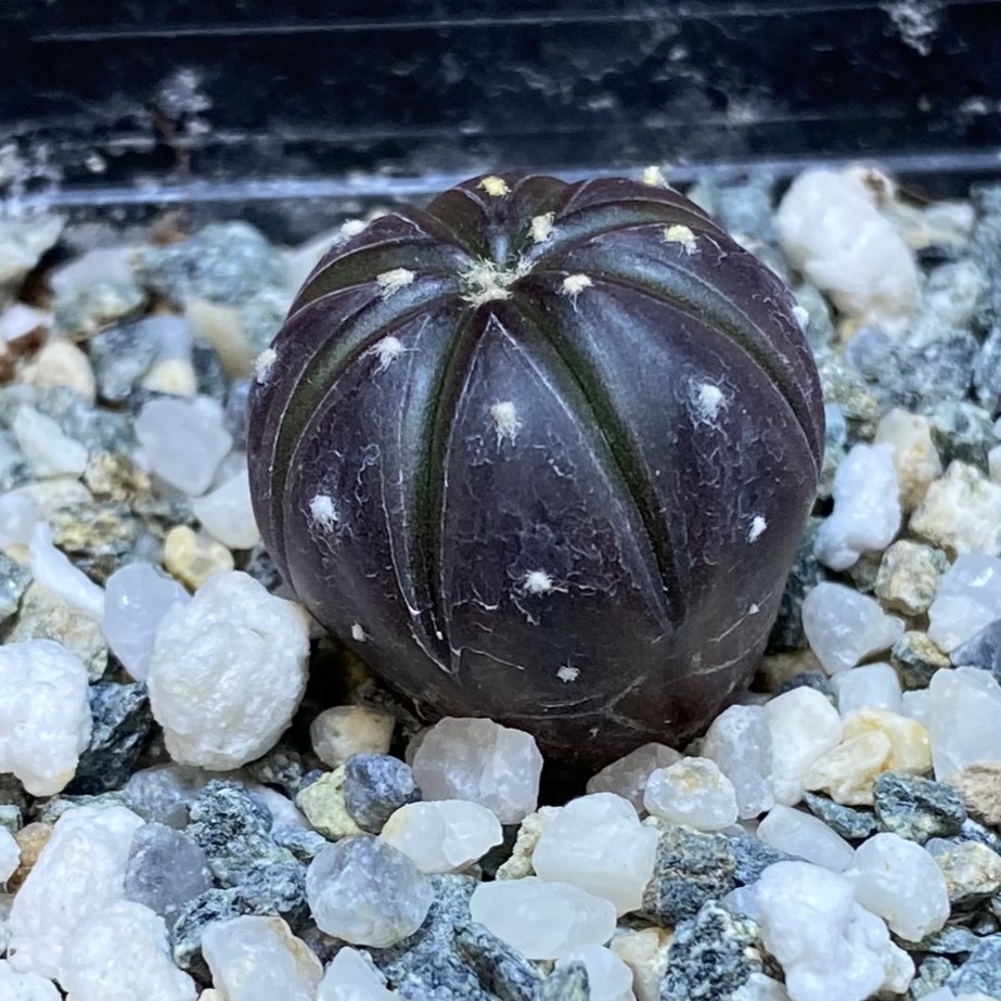 SH27036 Astrophytum asterias ‘Purple Skin’ - Image 2