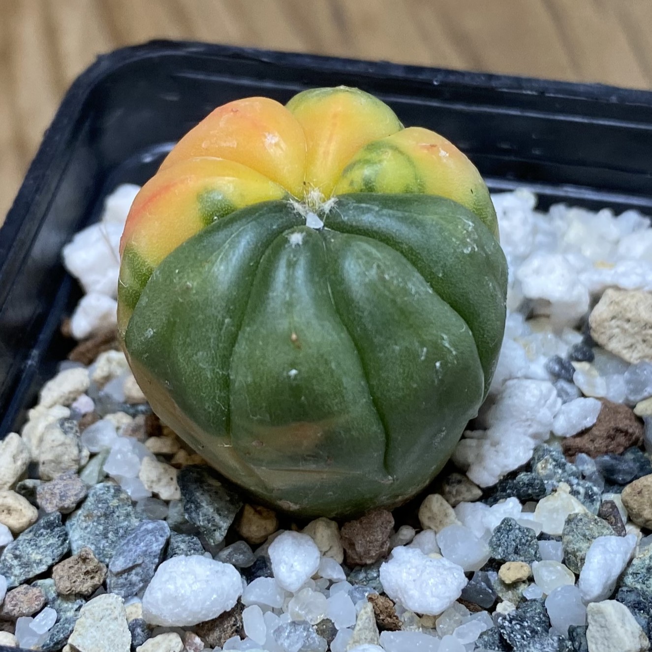SH27039 Astrophytum asterias f. variegata - Image 2