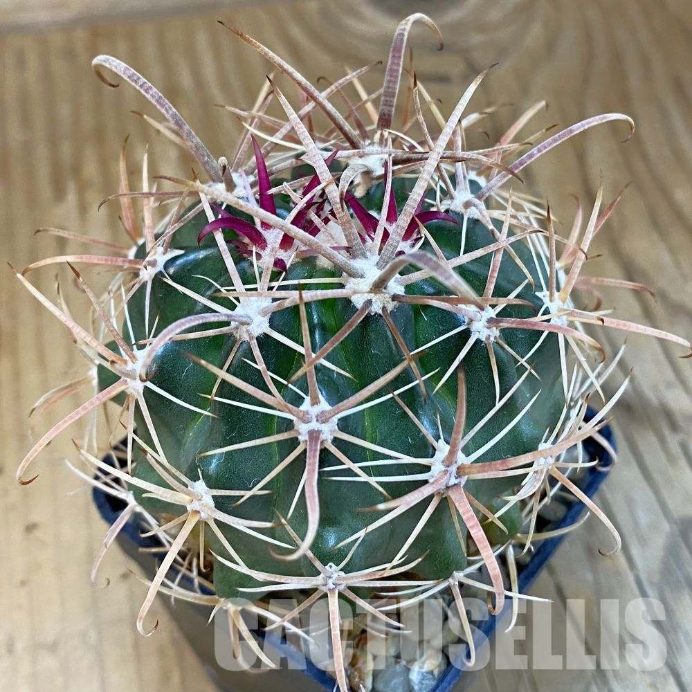 SH25337 Ferocactus fordii