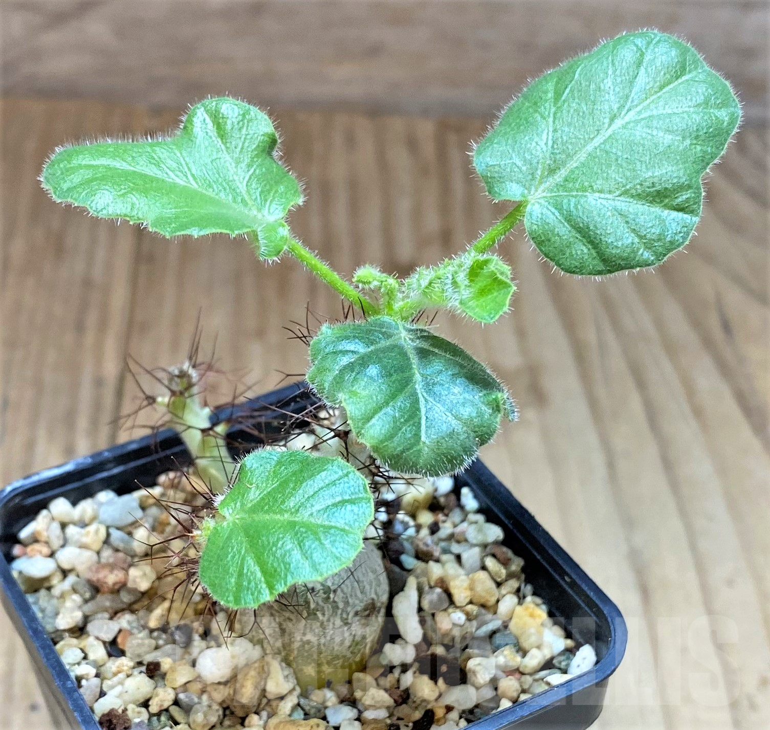 SHPR41044 Jatropha marginata