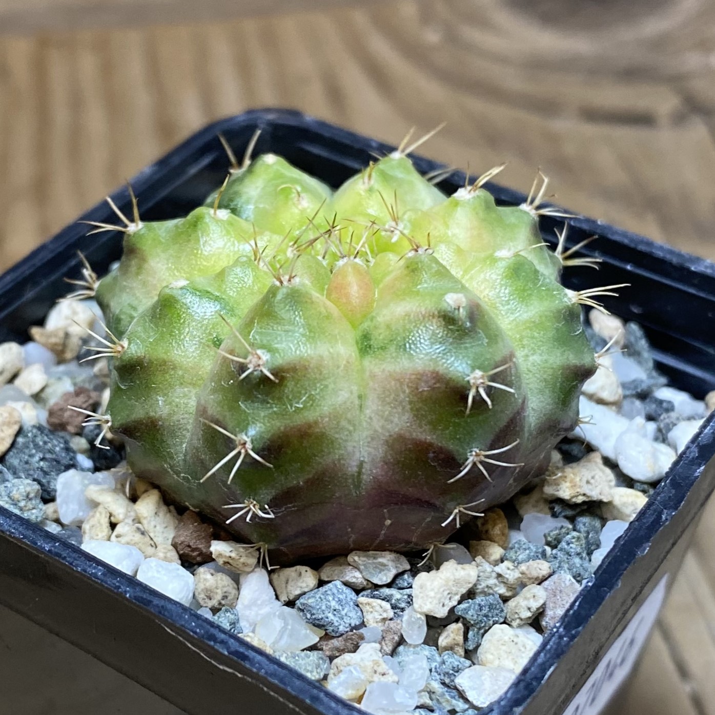 SH27046 Gymnocalycium mihanovichii ‘Neon’ hybrid - Image 2
