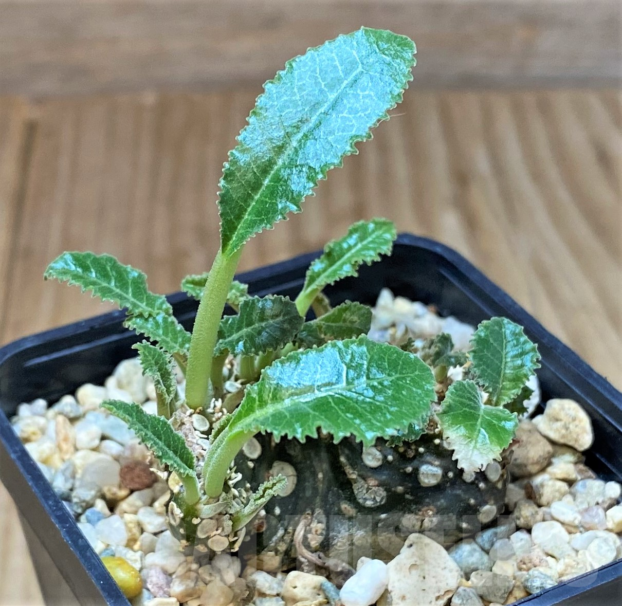 SHPR40509 Dorstenia foetida f. cristata - Image 2
