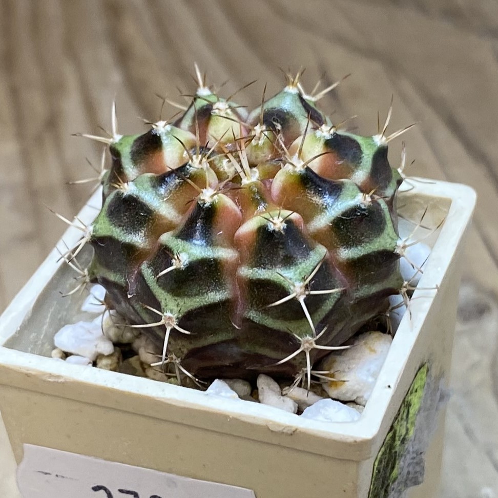 SH27051 Gymnocalycium mihanovichii f. variegata hybrid, seedling - Image 2