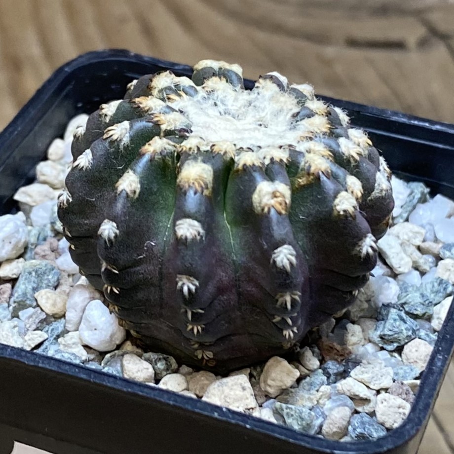 SH27055 Discocactus horstii - Image 2
