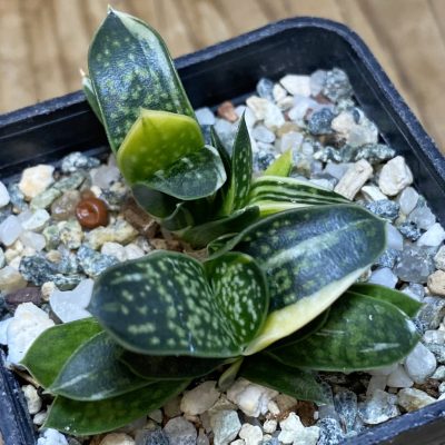 SH27057 Gasteria minima f. variegata