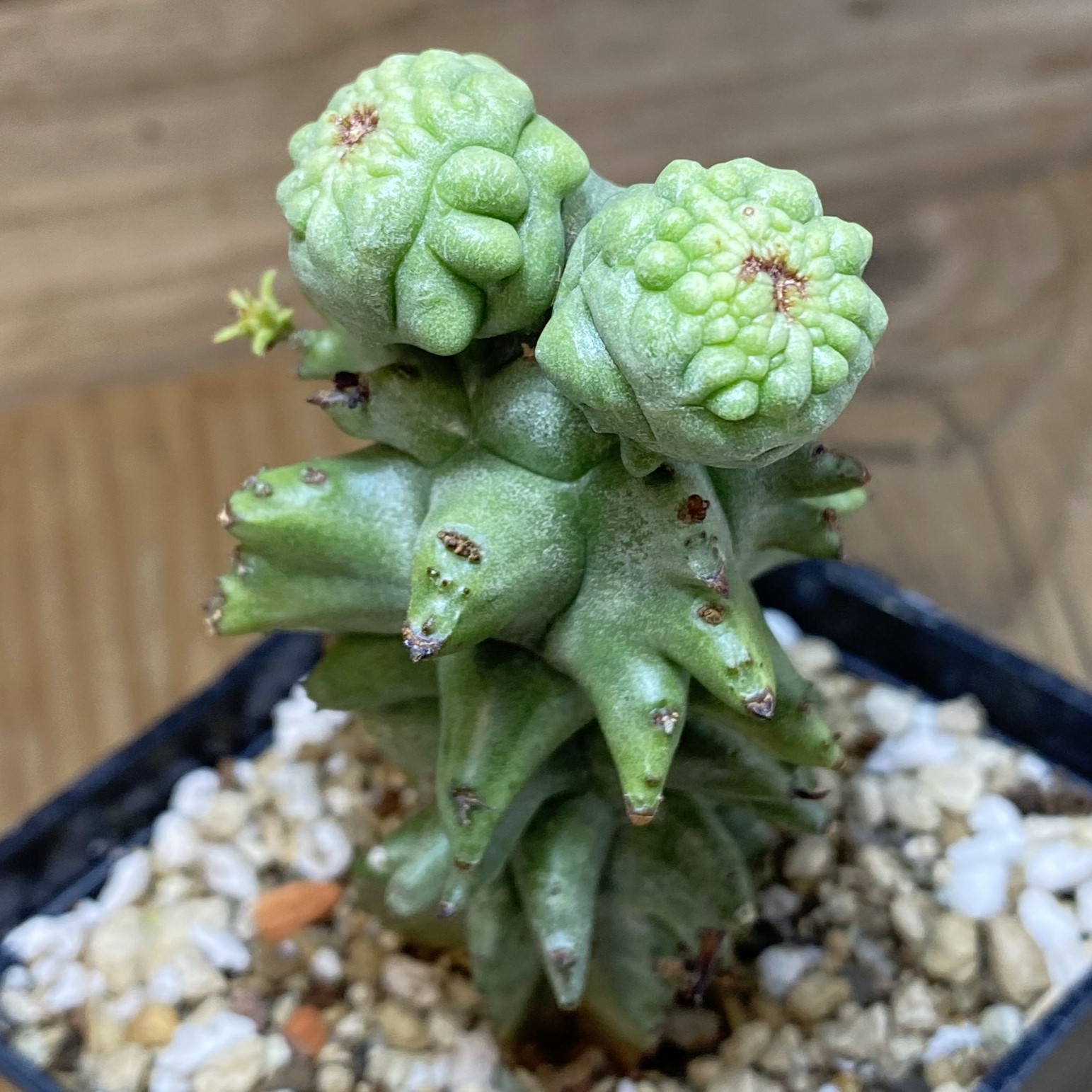 SH27062 Euphorbia horrida f. monstruosa