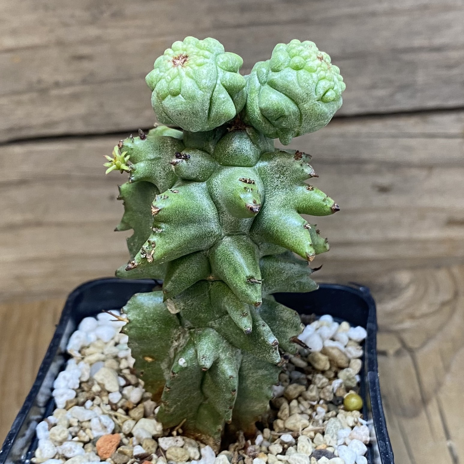 SH27062 Euphorbia horrida f. monstruosa - Image 2