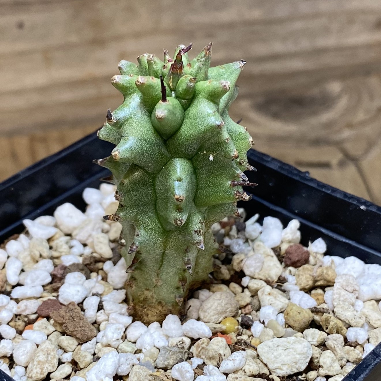 SH27063 Euphorbia horrida f. monstruosa - Image 2