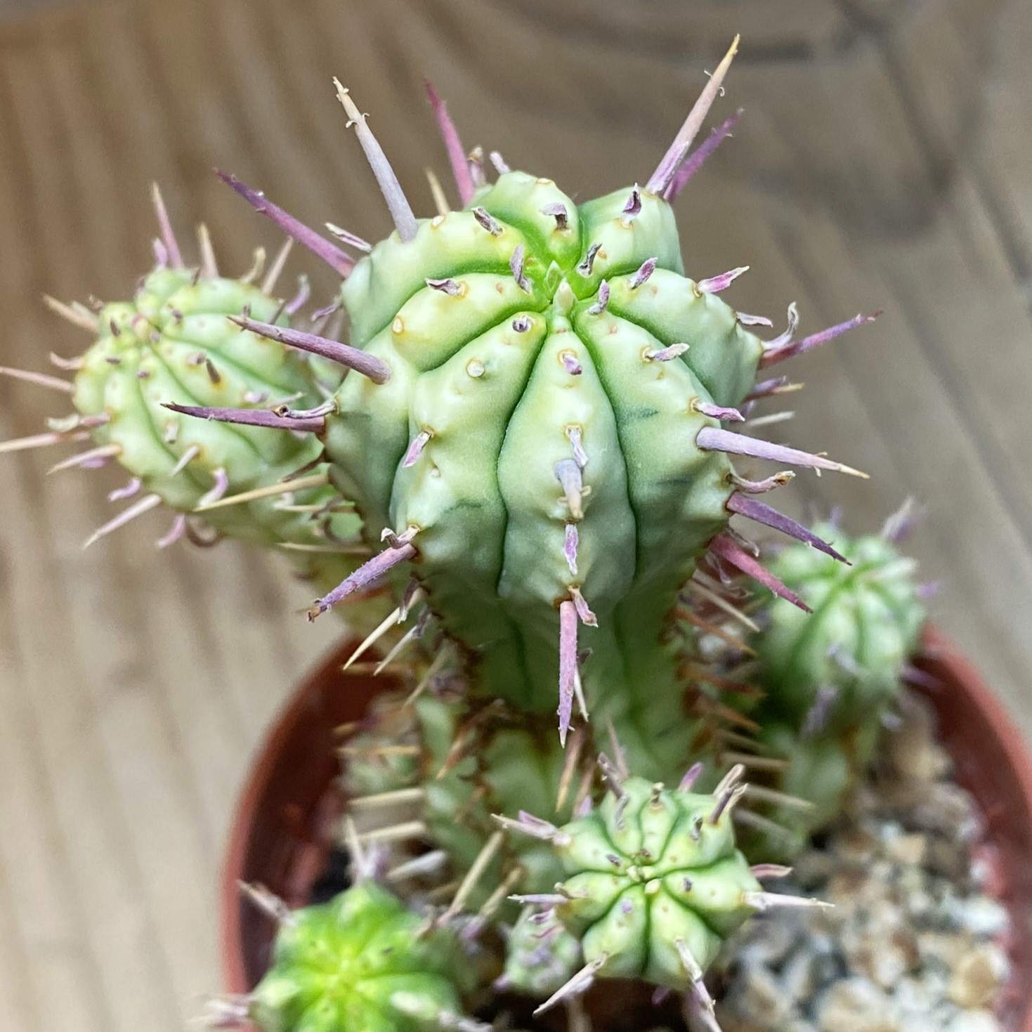 SH27065 Euphorbia aggregata f. variegata