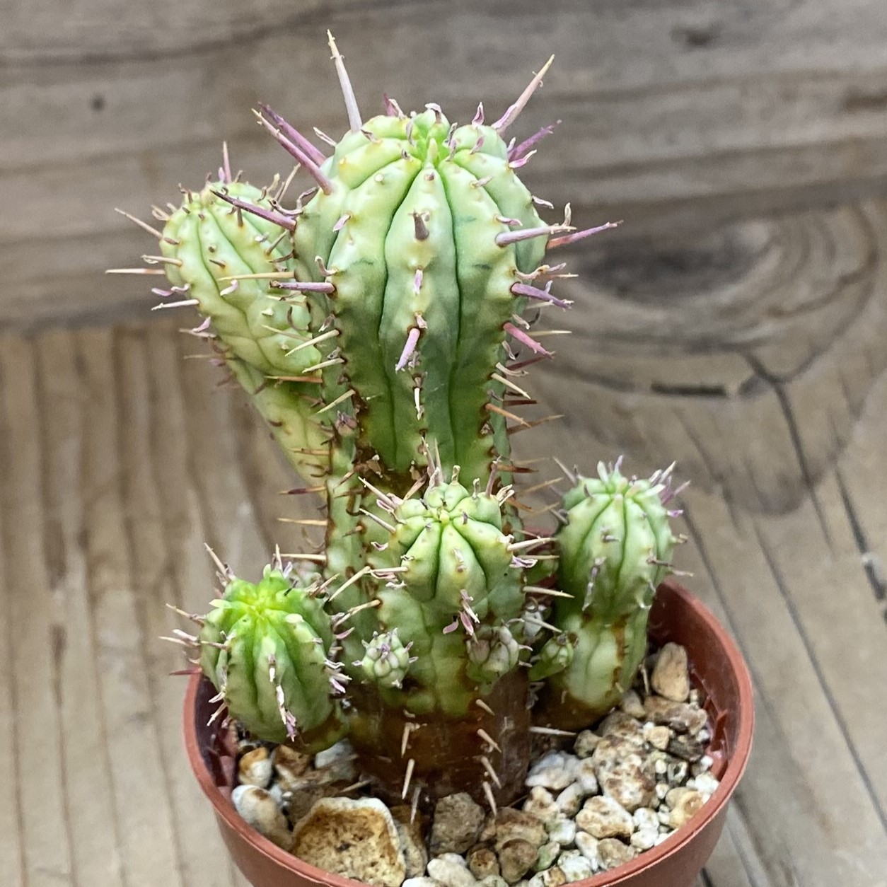 SH27065 Euphorbia aggregata f. variegata - Image 2