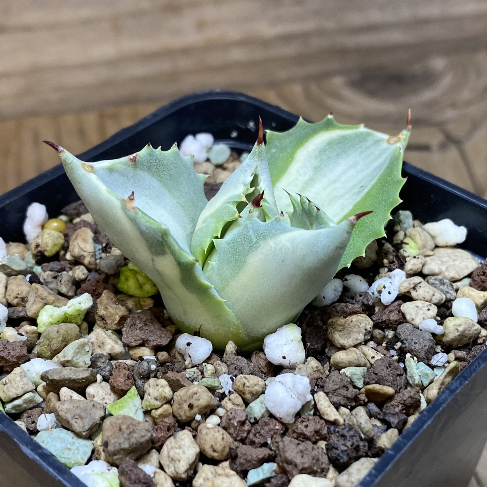 SH27066 Agave isthmensis f. variegata - Image 2