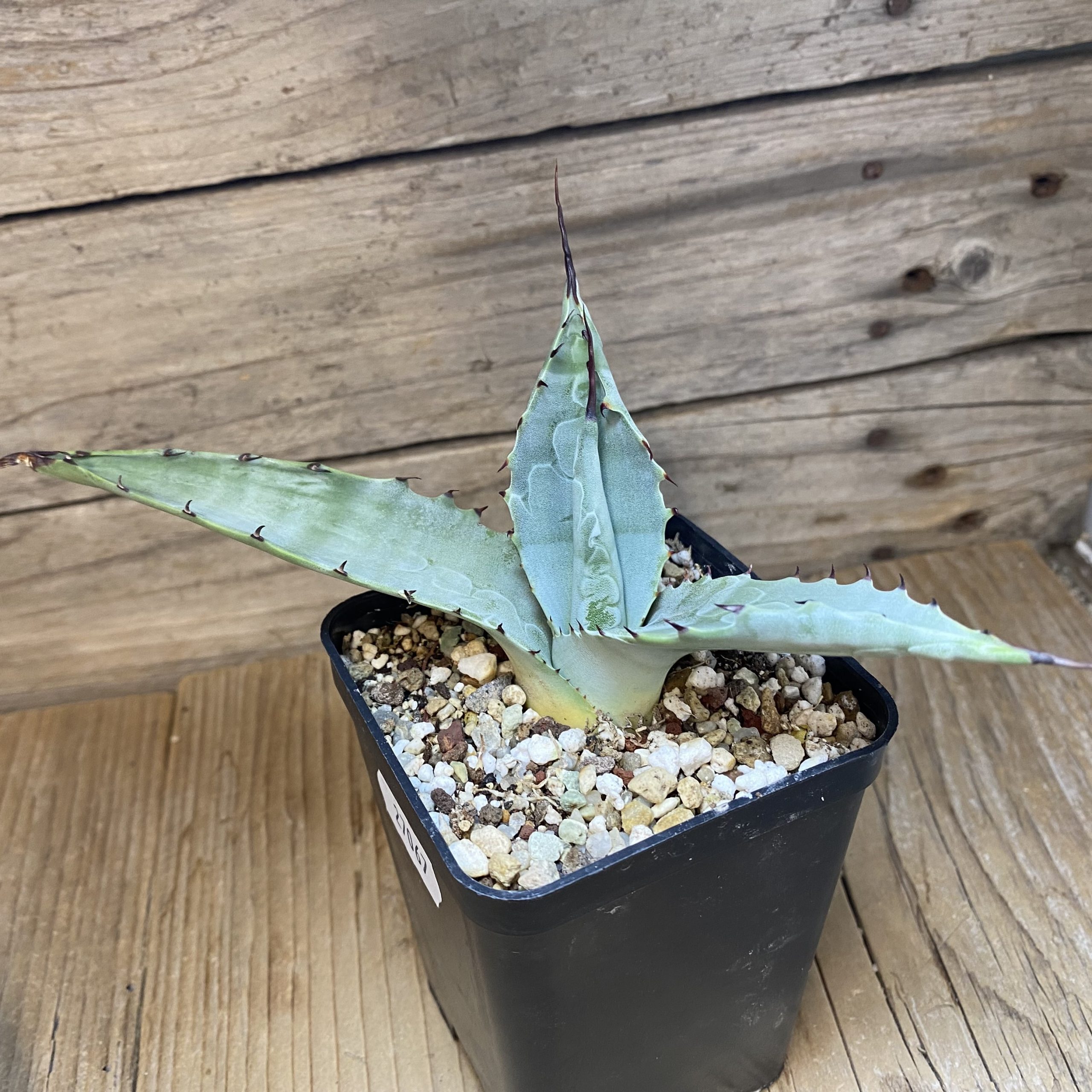 SH27067 Agave parryi x flexispina - Image 2