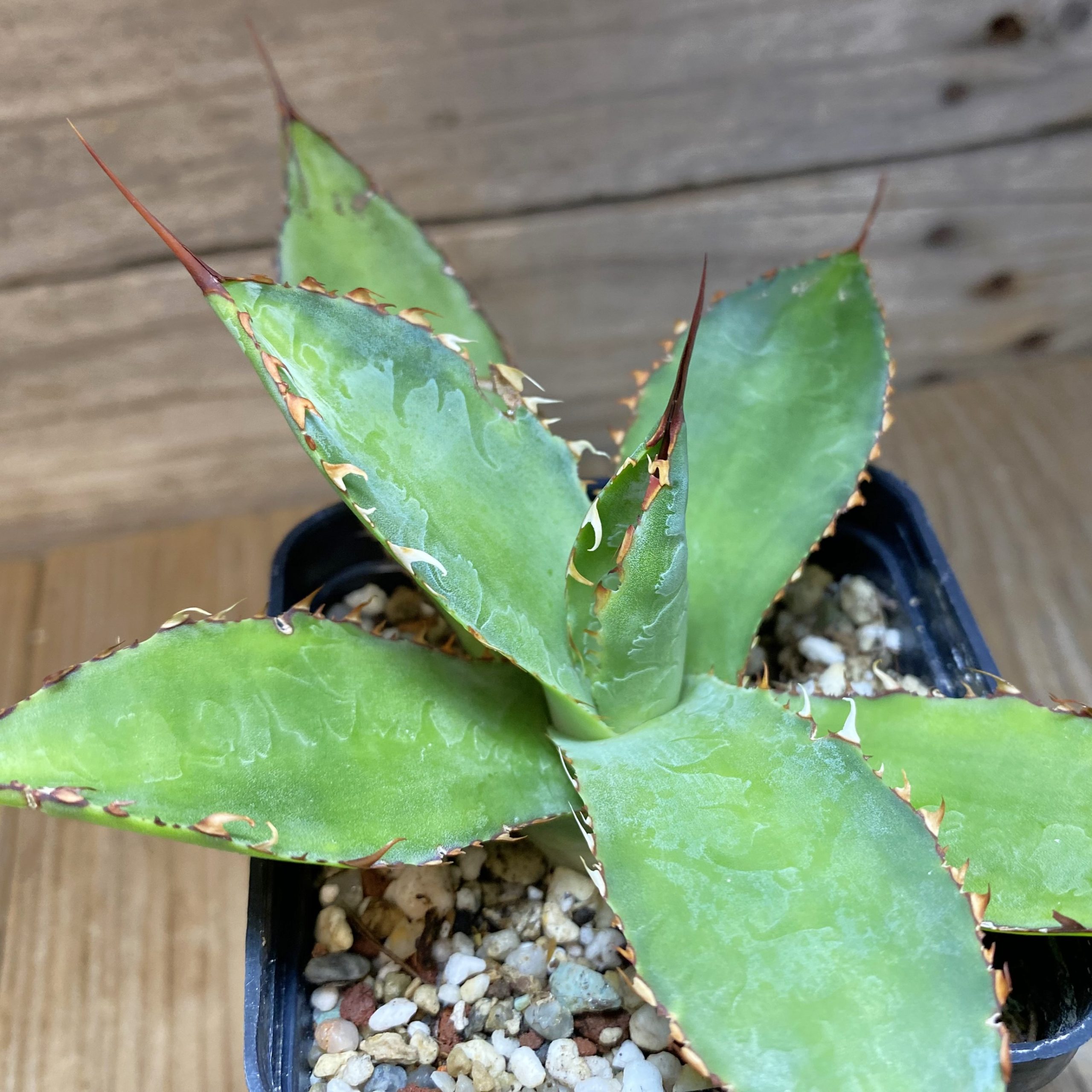 SH27069 Agave bovicornuta - Image 2